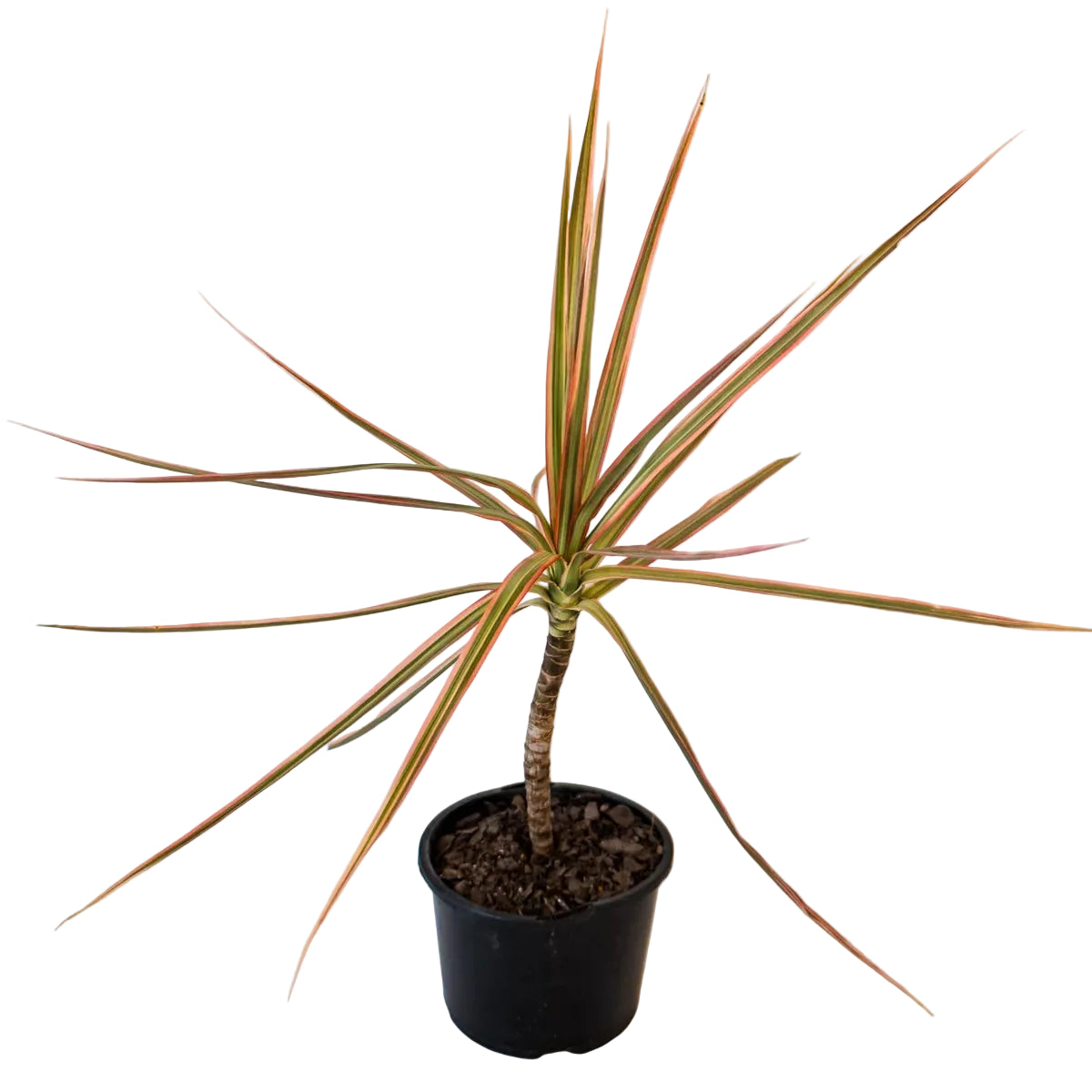 Dracaena Tricolor - Madagascan Dragon Tree 120mm