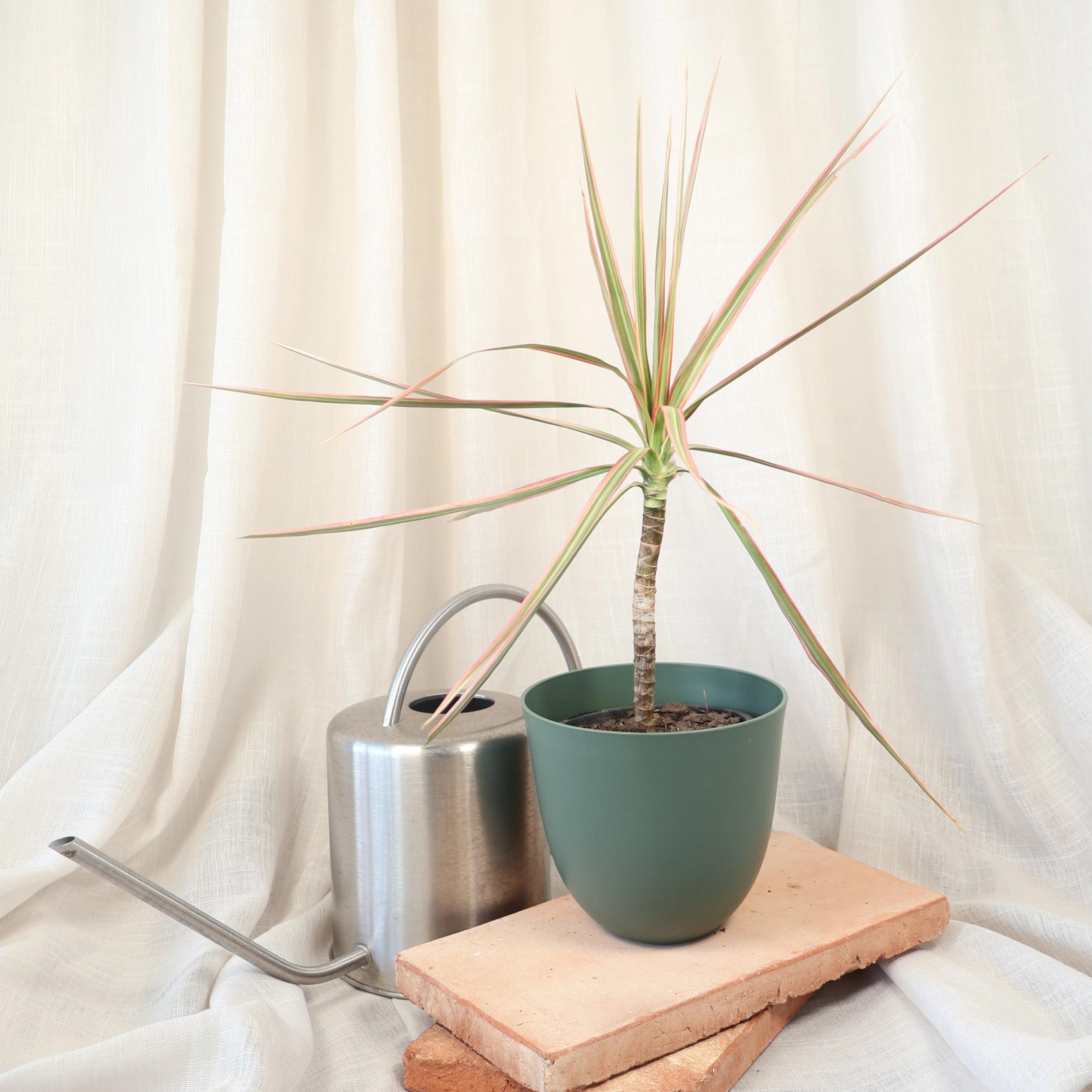 Dracaena Tricolor - Madagascan Dragon Tree 120mm
