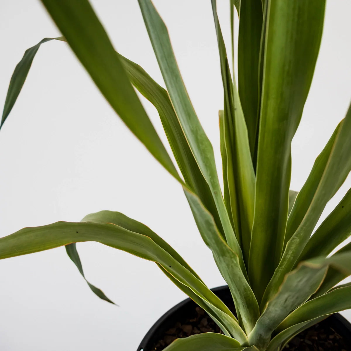Dragon Tree - Dracaena Draco 200mm