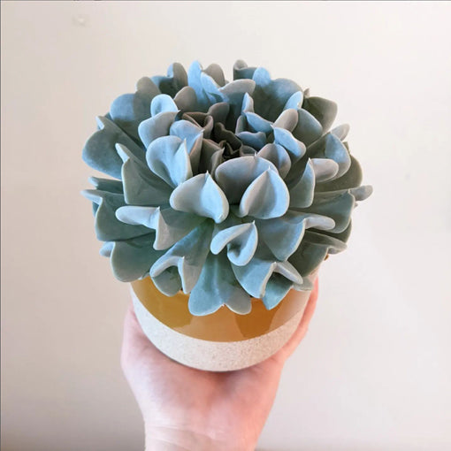 Echeveria Topsy Turvy 100mm