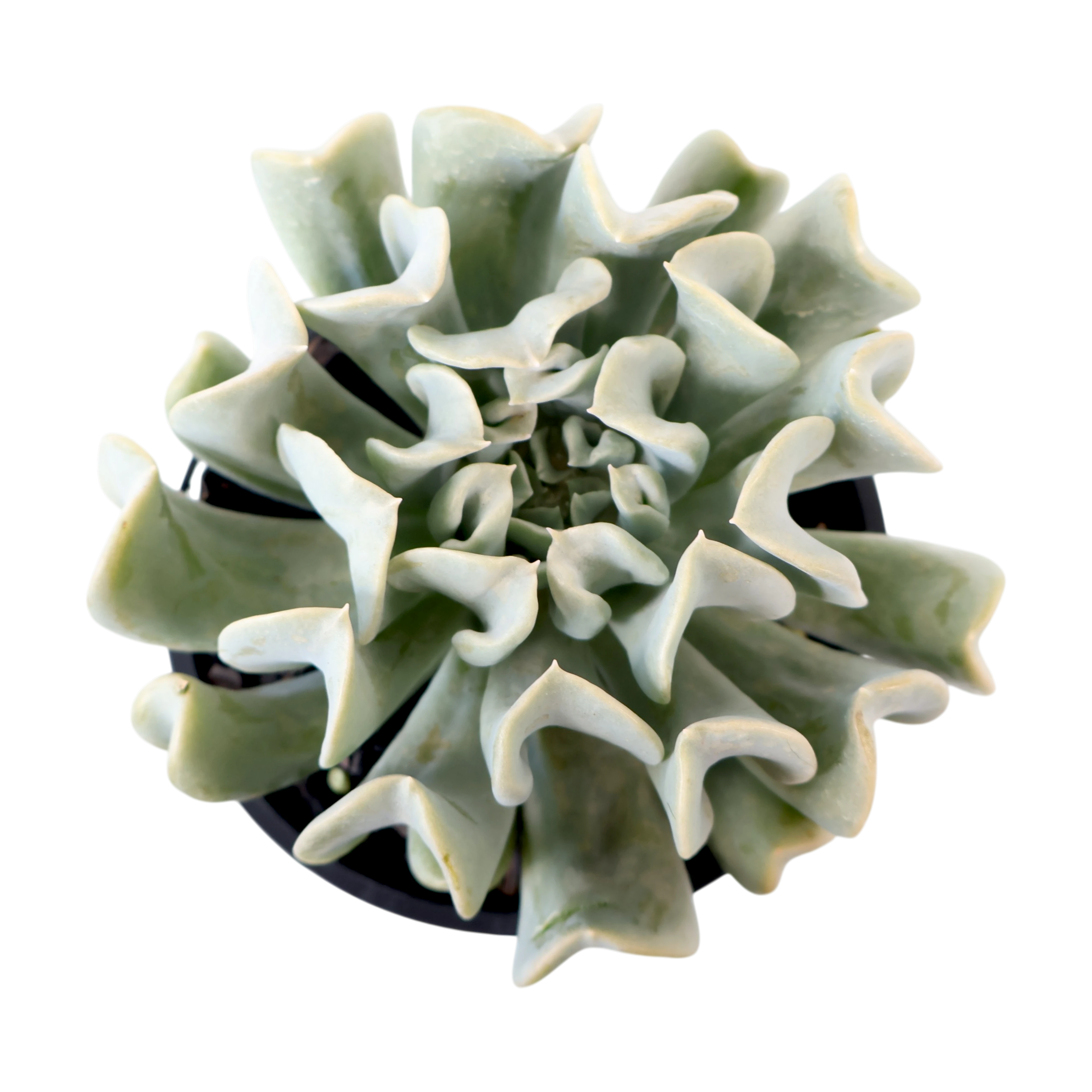 Echeveria Topsy Turvy 100mm