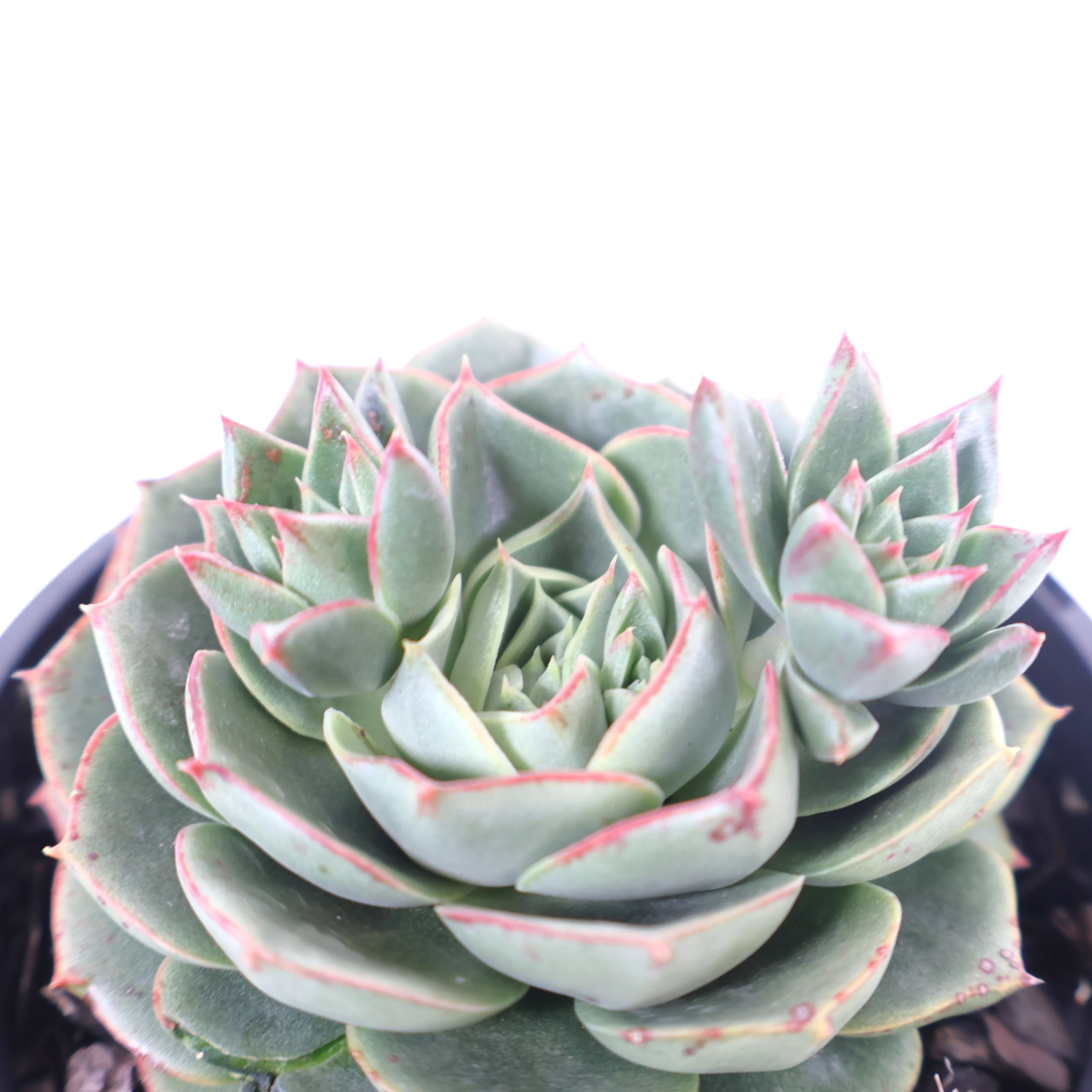 Echeveria longissima 100mm