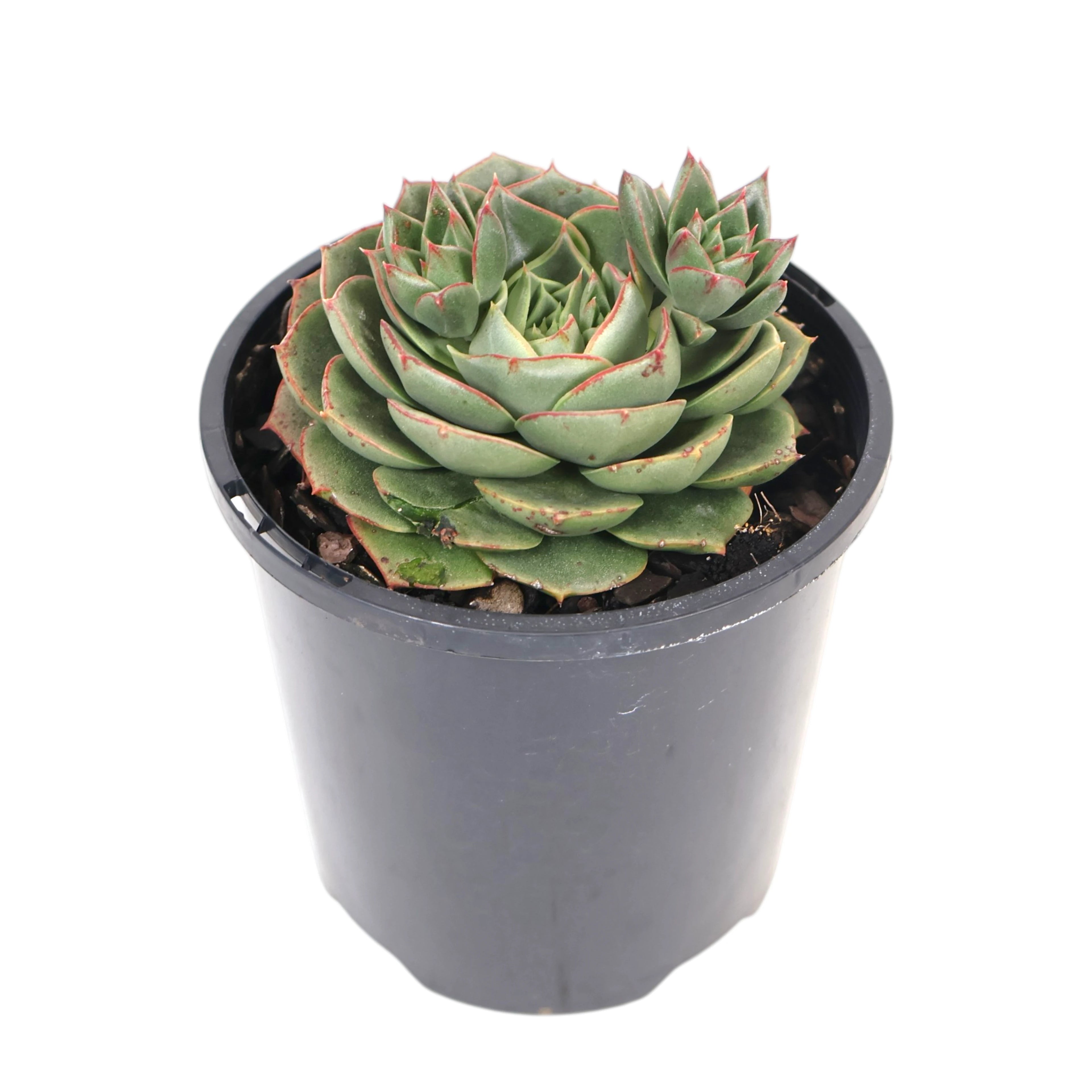 Echeveria longissima 100mm