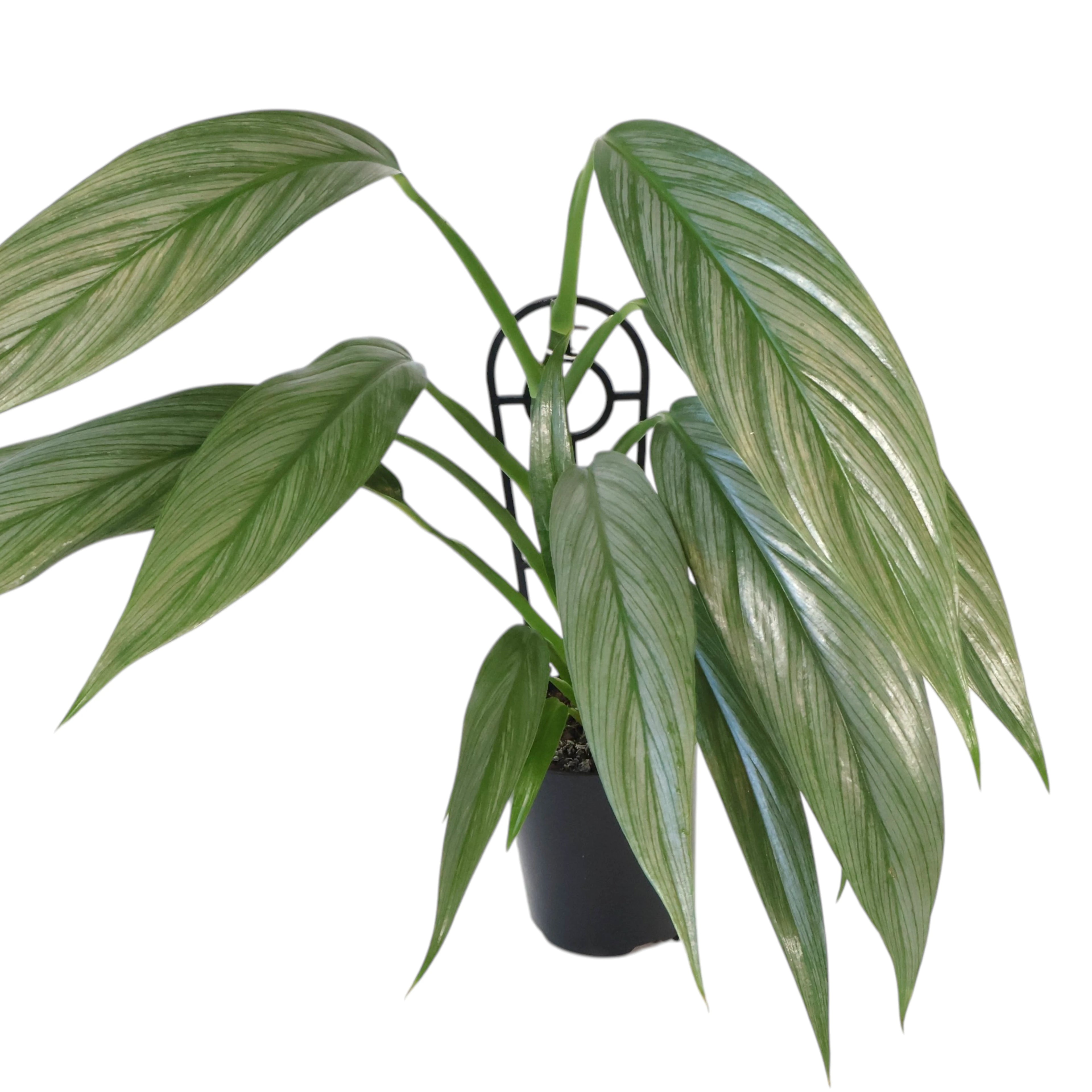 Epipremnum Amplissimum - Silver Spirit 125mm