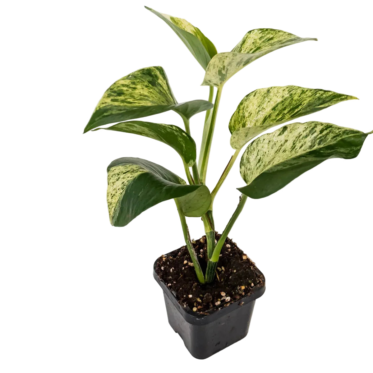Epipremnum auruem Marble Queen Pothos 70mm