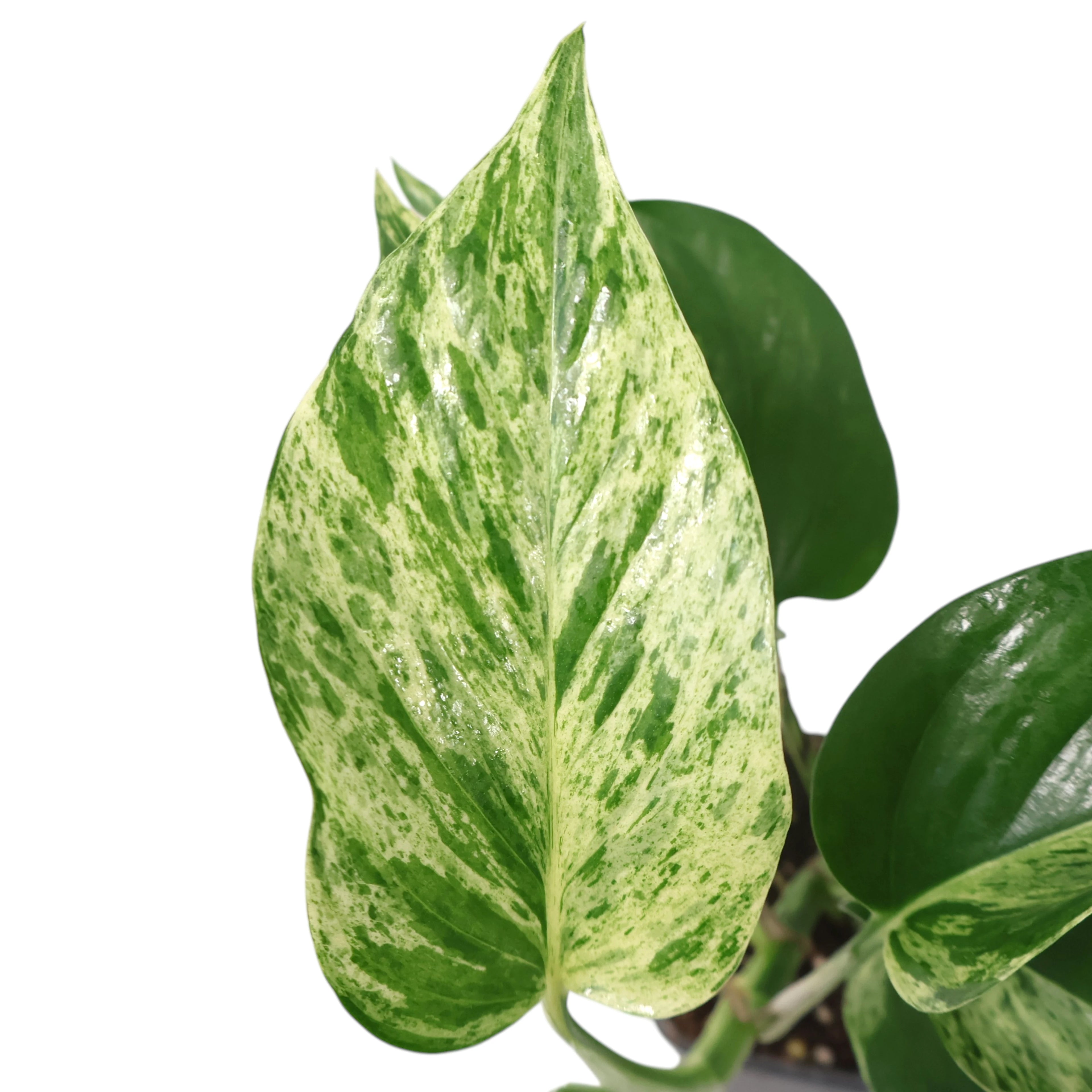 Pothos Marble Queen Epipremnum Aureum 120mm