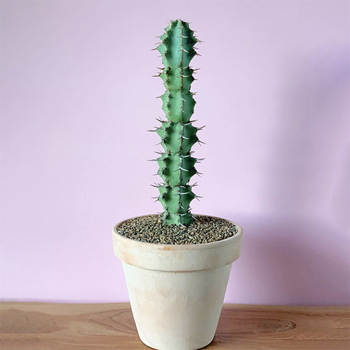 Euphorbia Coerulescens 190mm