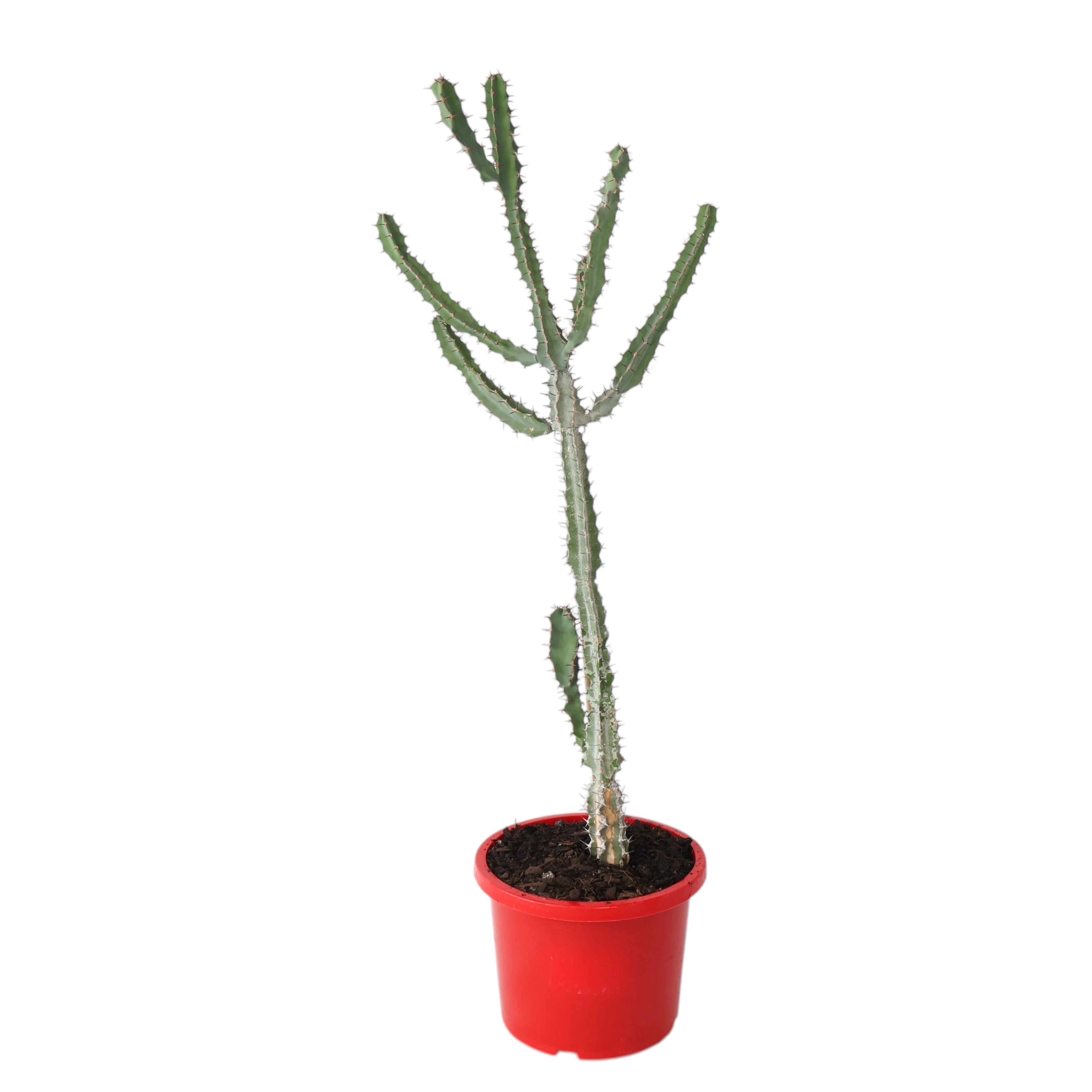Euphorbia Coerulescens 190mm