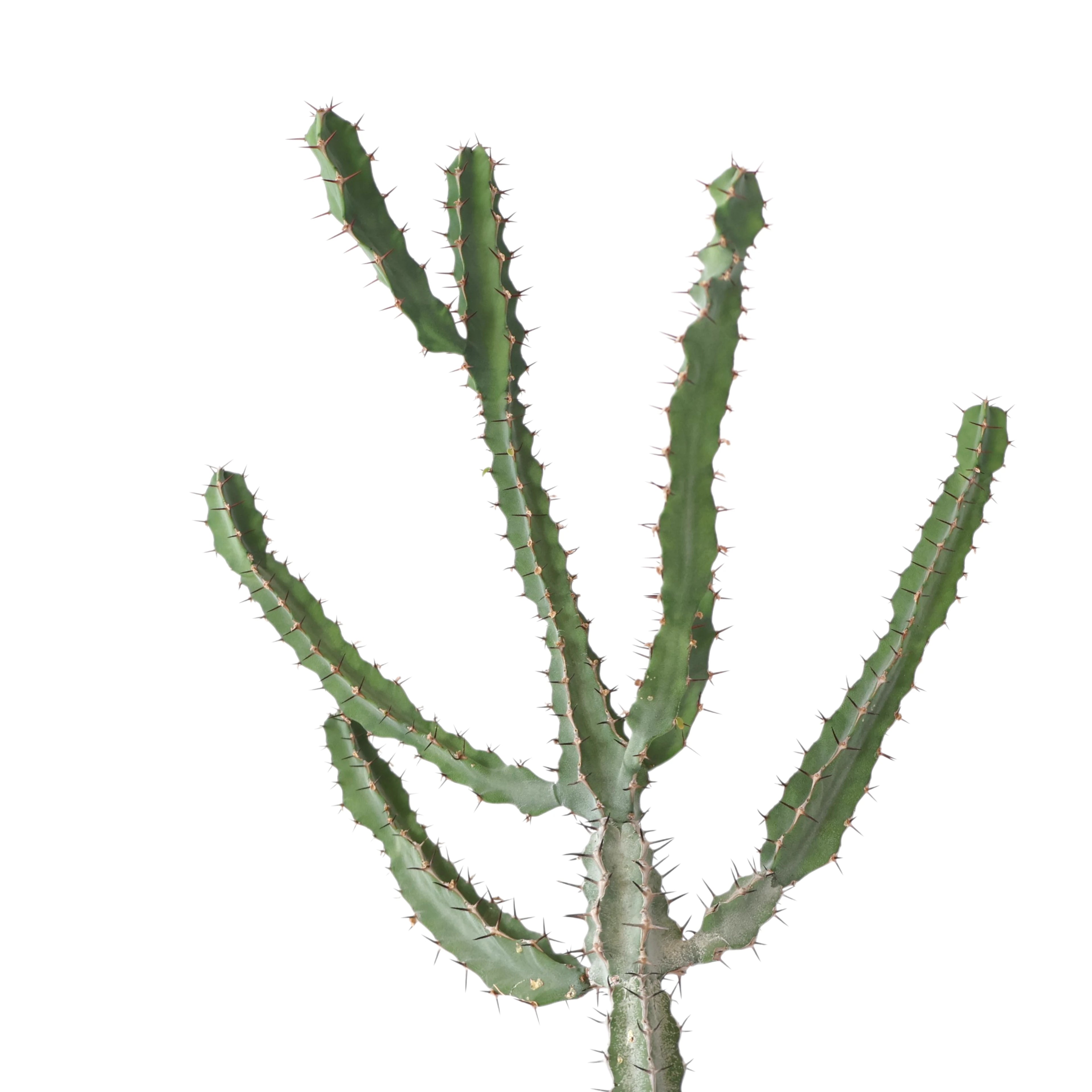 Euphorbia Coerulescens 190mm