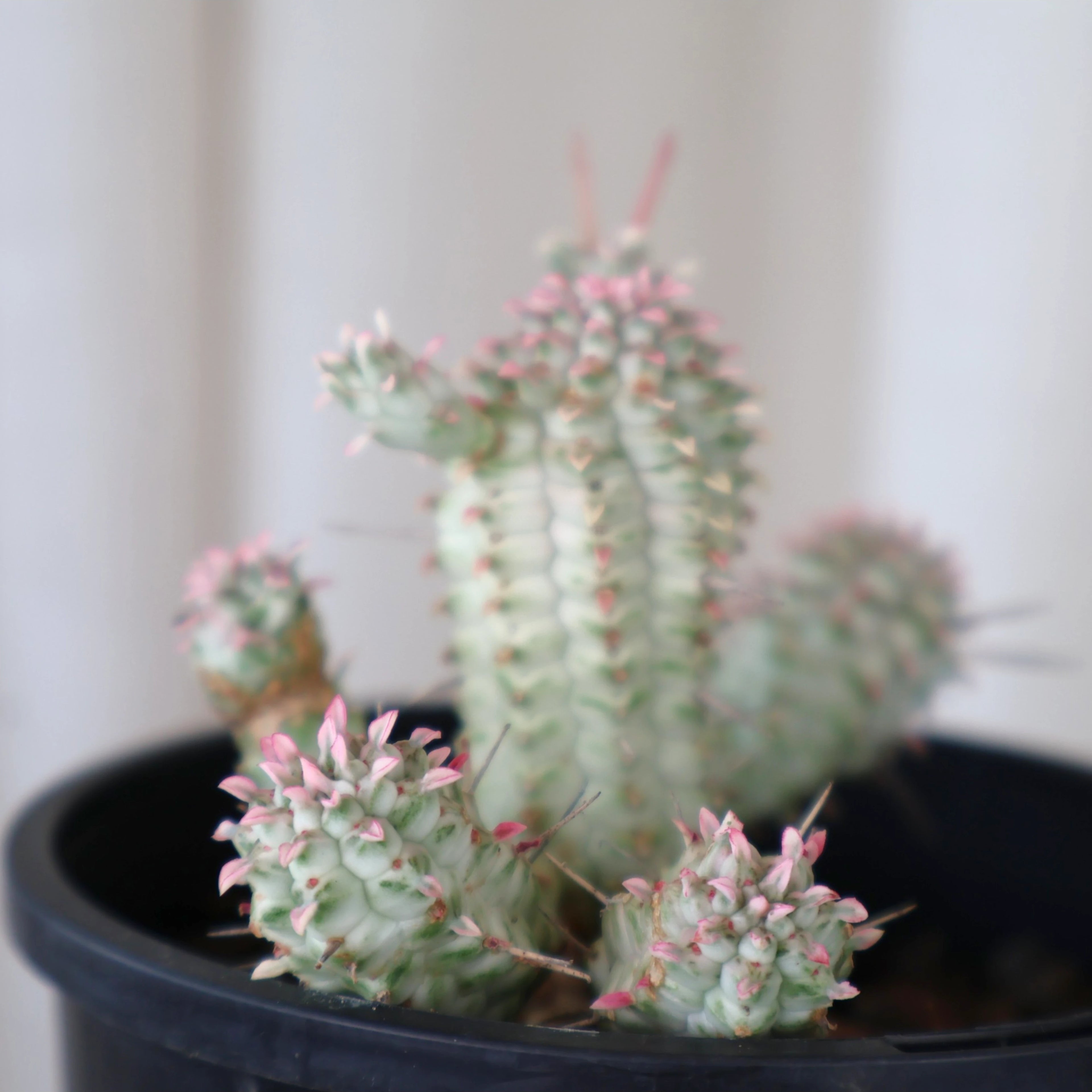 Euphorbia Mammillaris variegata white - Corn Cob Cactus 100mm