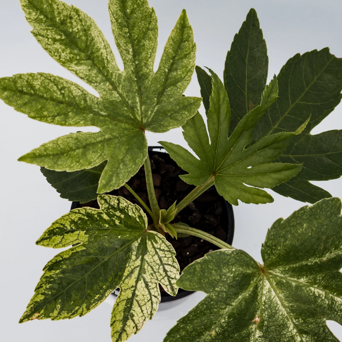 Fatsia Japonica Spiders Web 100mm