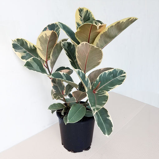 Ficus Tineke - Variegated Rubber Plant 120mm