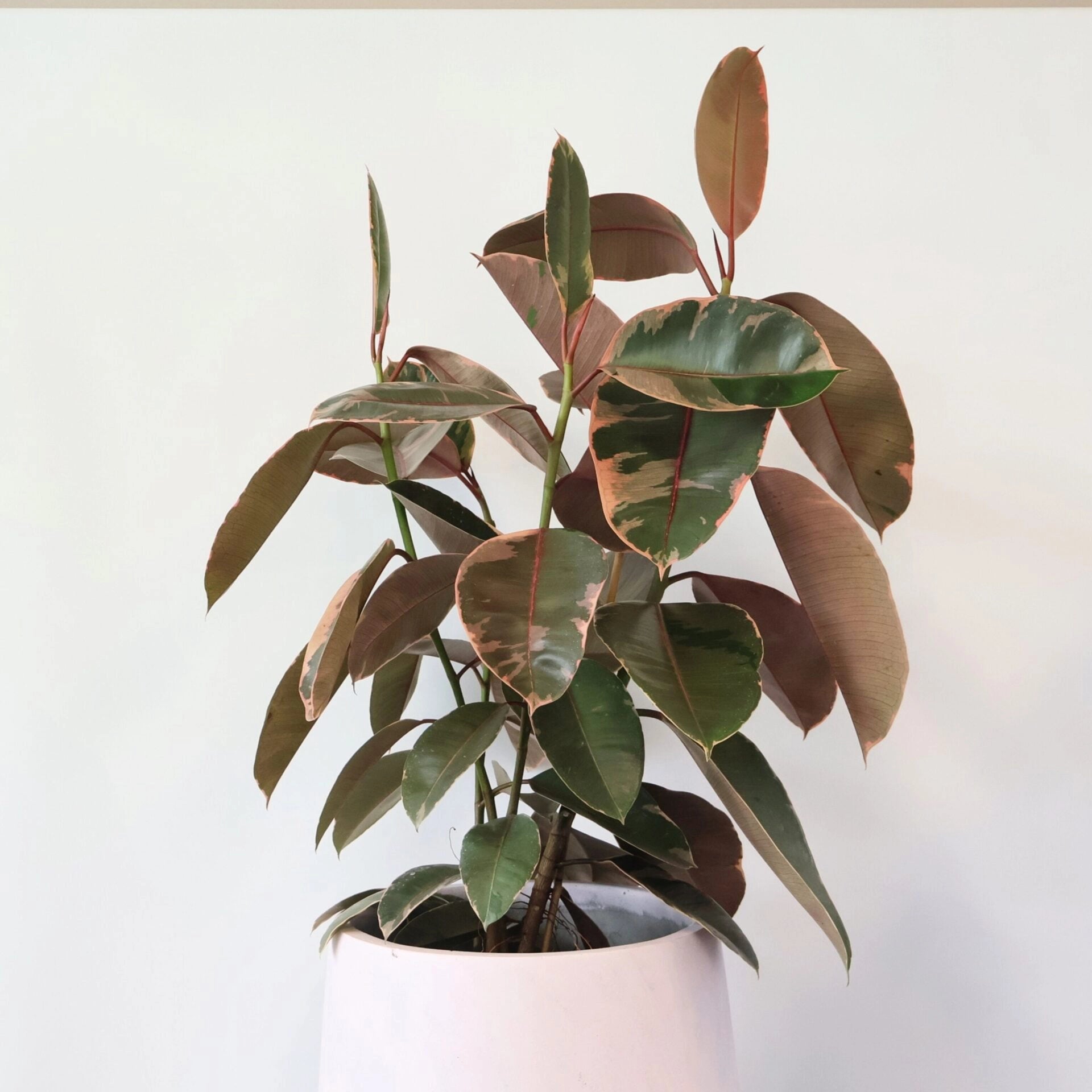 Ficus Elastica Ruby 125mm