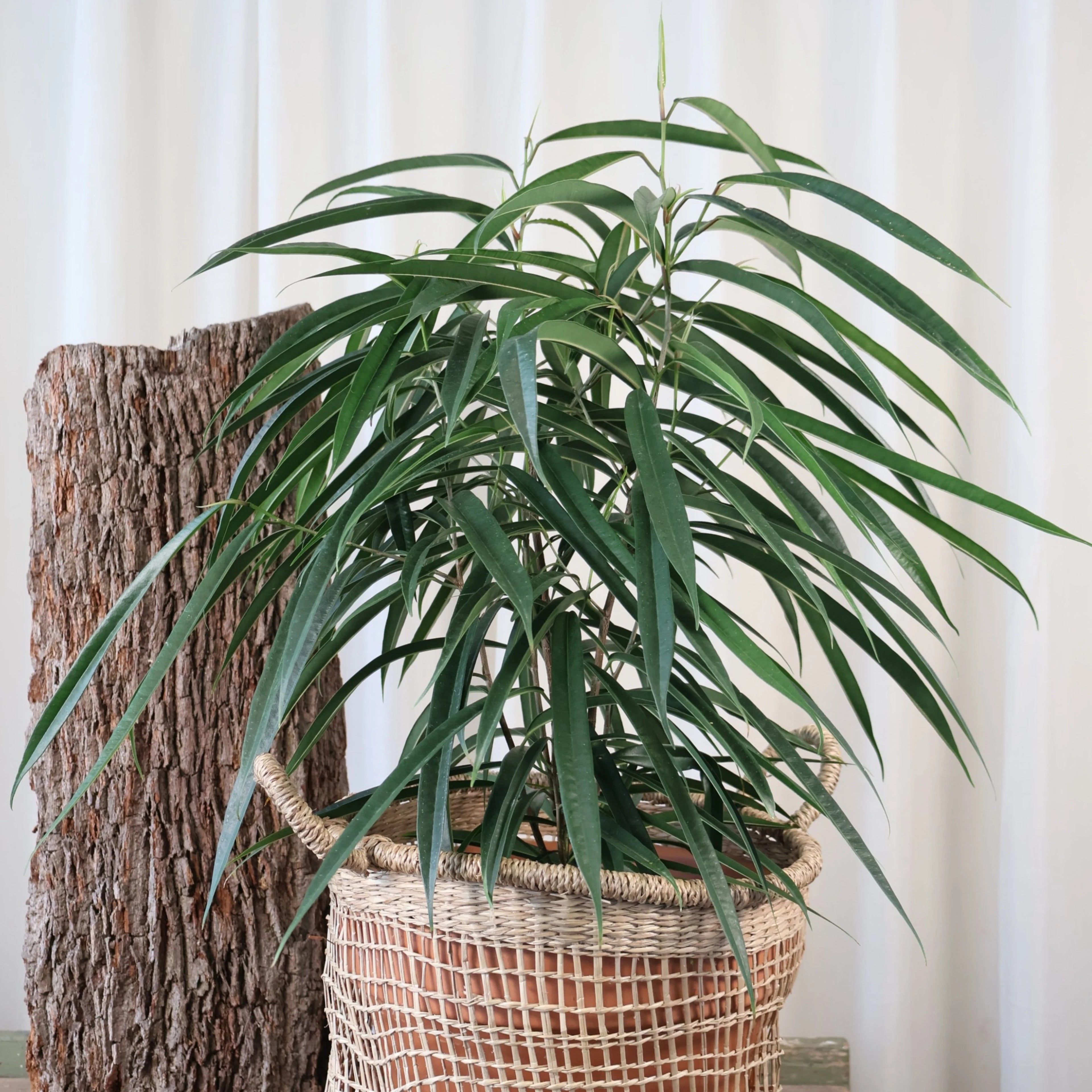 Ficus Longifolia Alii 200mm