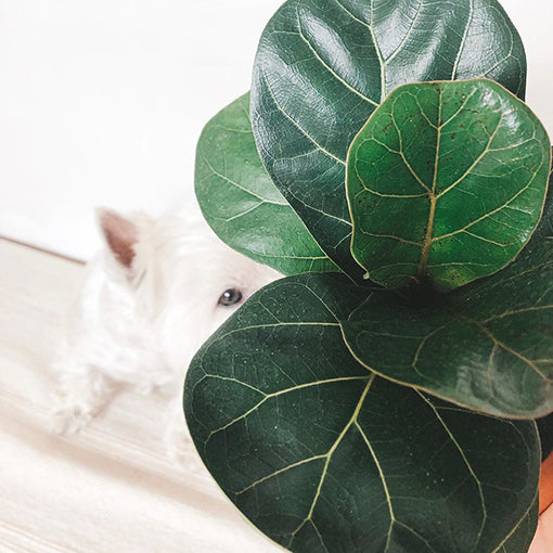 Ficus Lyrata &