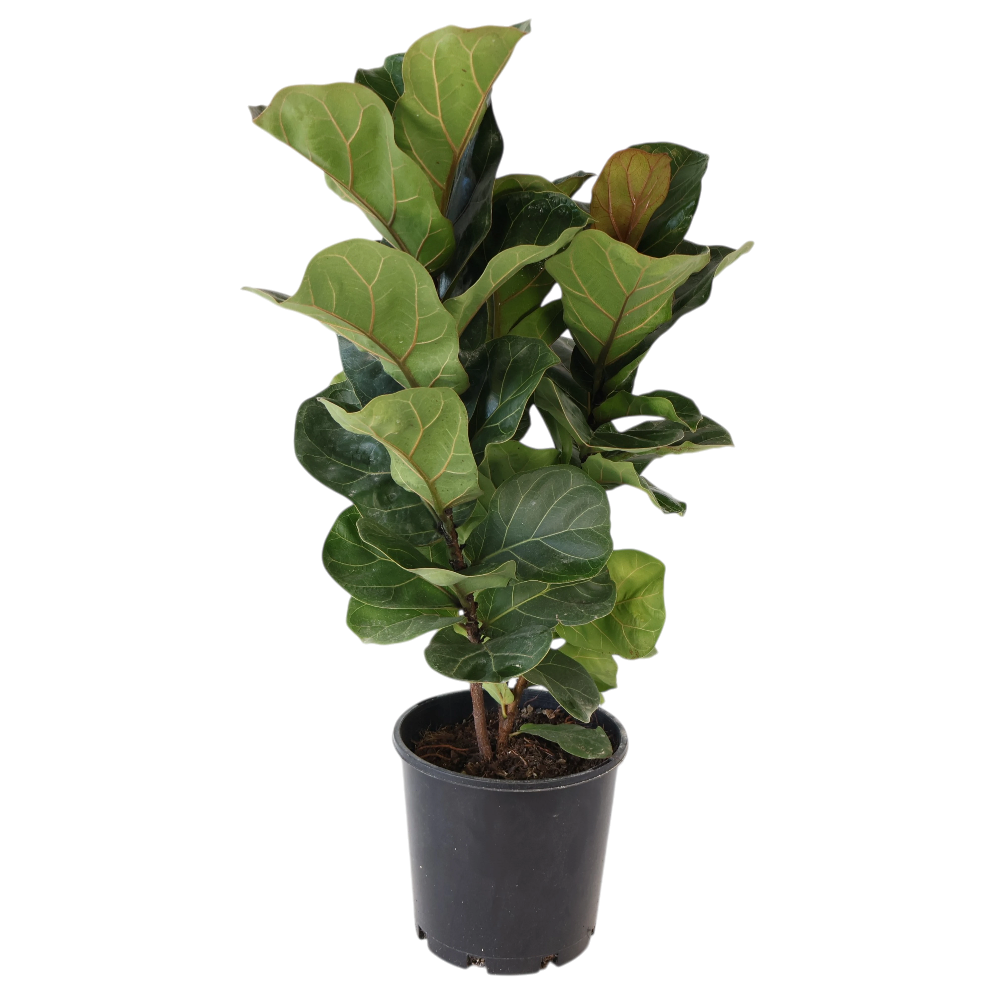 Ficus Lyrata Bambino 200mm