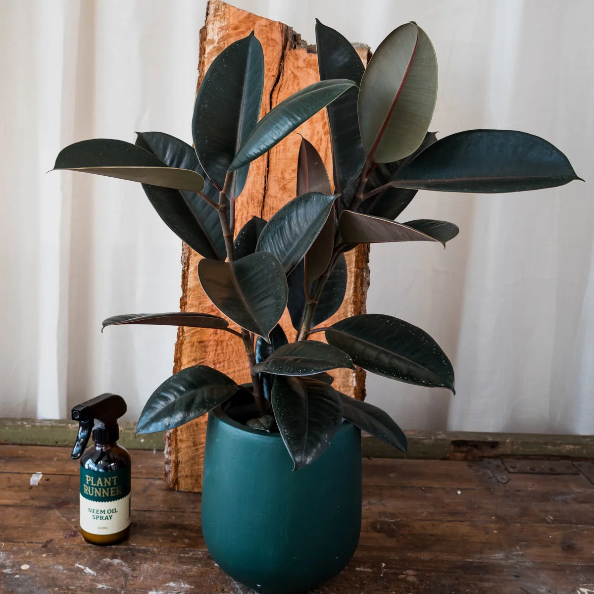 Ficus Burgundy 140mm