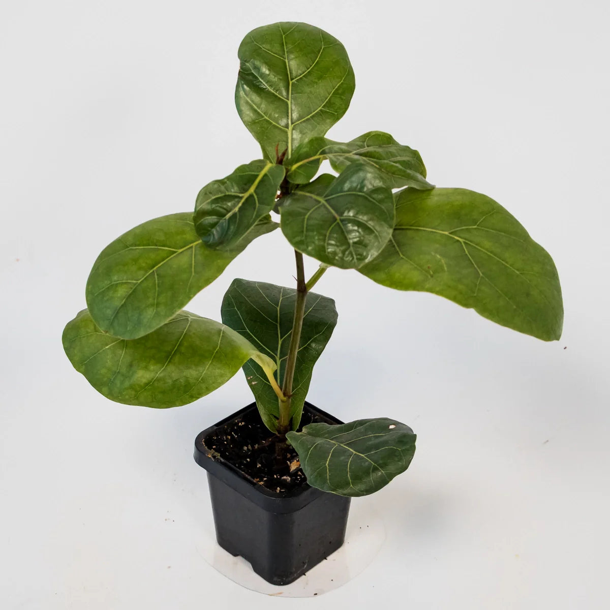 Ficus Lyrata - Fiddle Leaf Fig 70mm