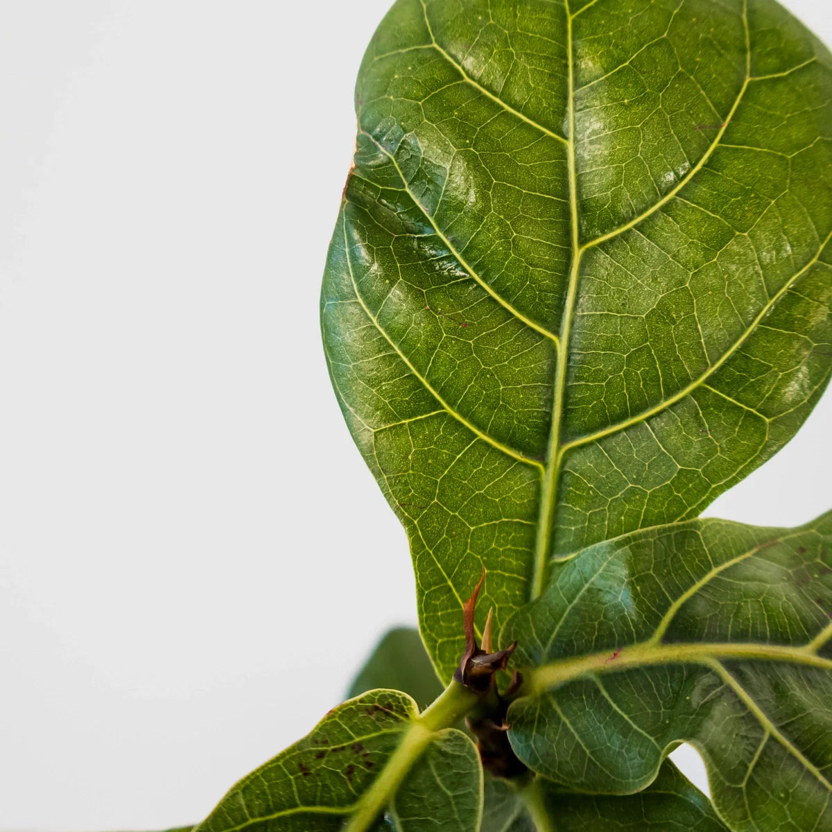 Ficus Lyrata - Fiddle Leaf Fig 70mm