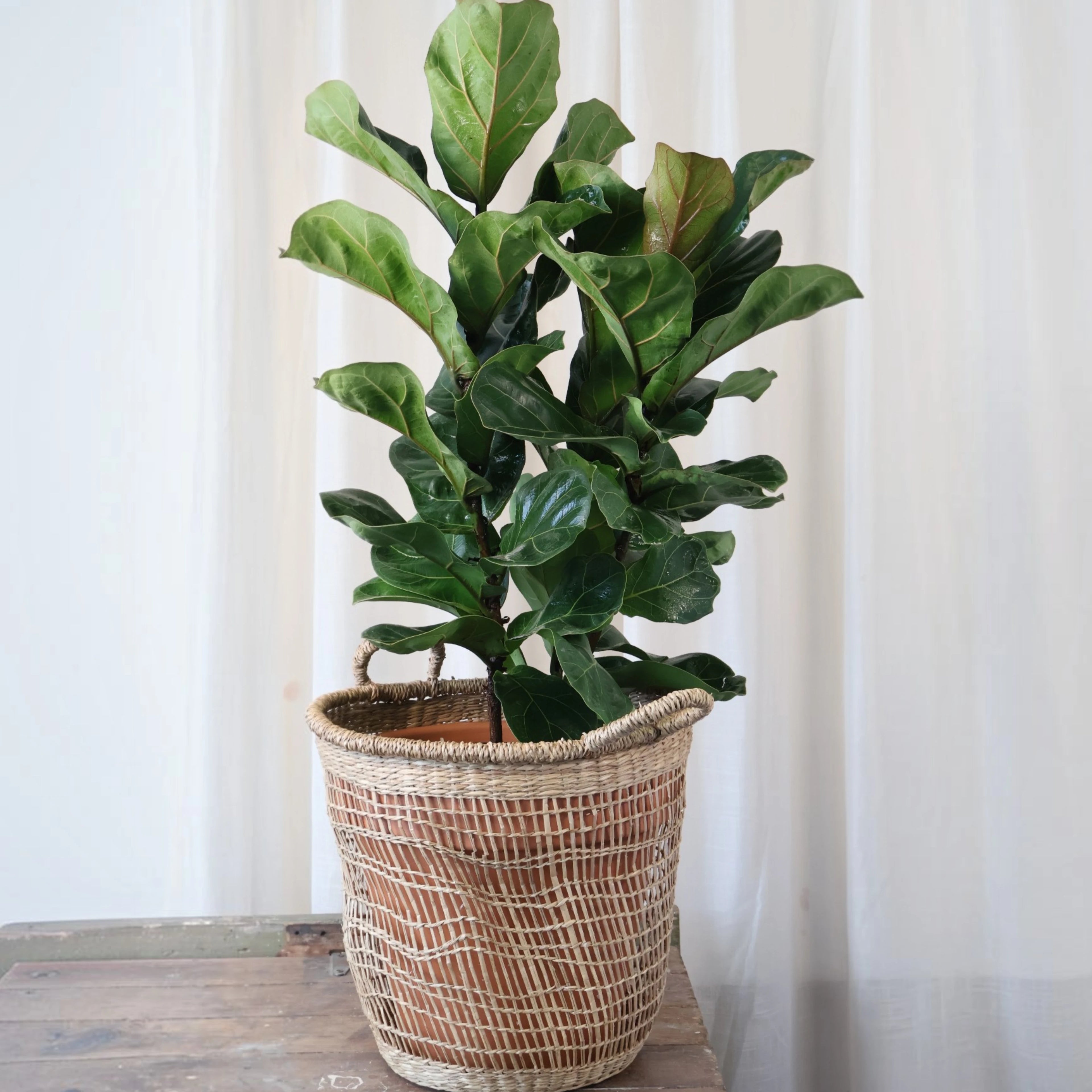 Ficus Lyrata Bambino 200mm