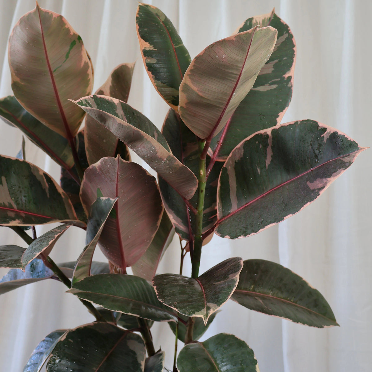 Ficus Elastica Ruby 250mm
