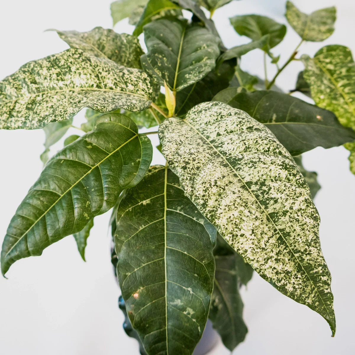 Ficus Snow Storm 125mm