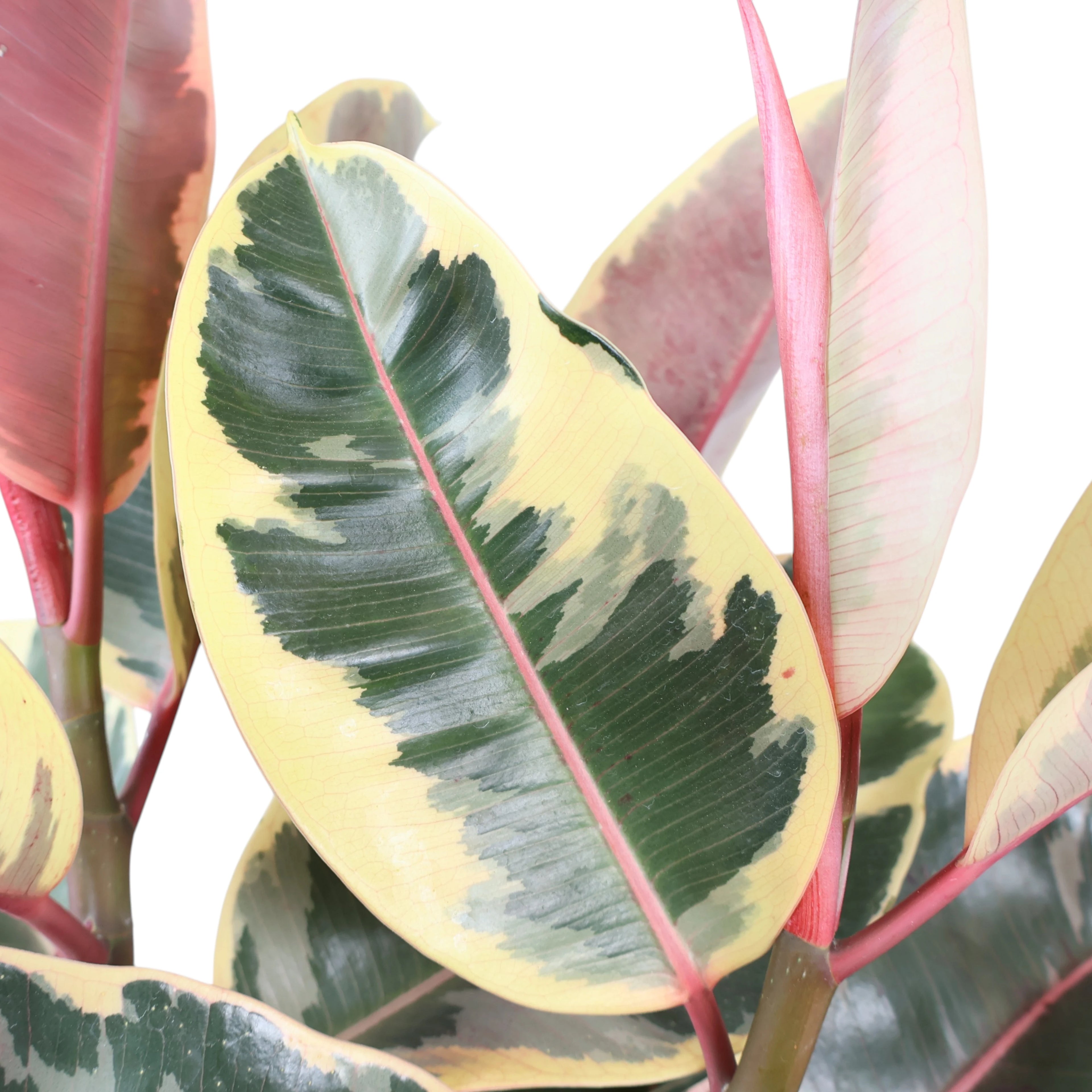 Ficus elastica Tineke - Variegated Rubber Plant 200mm