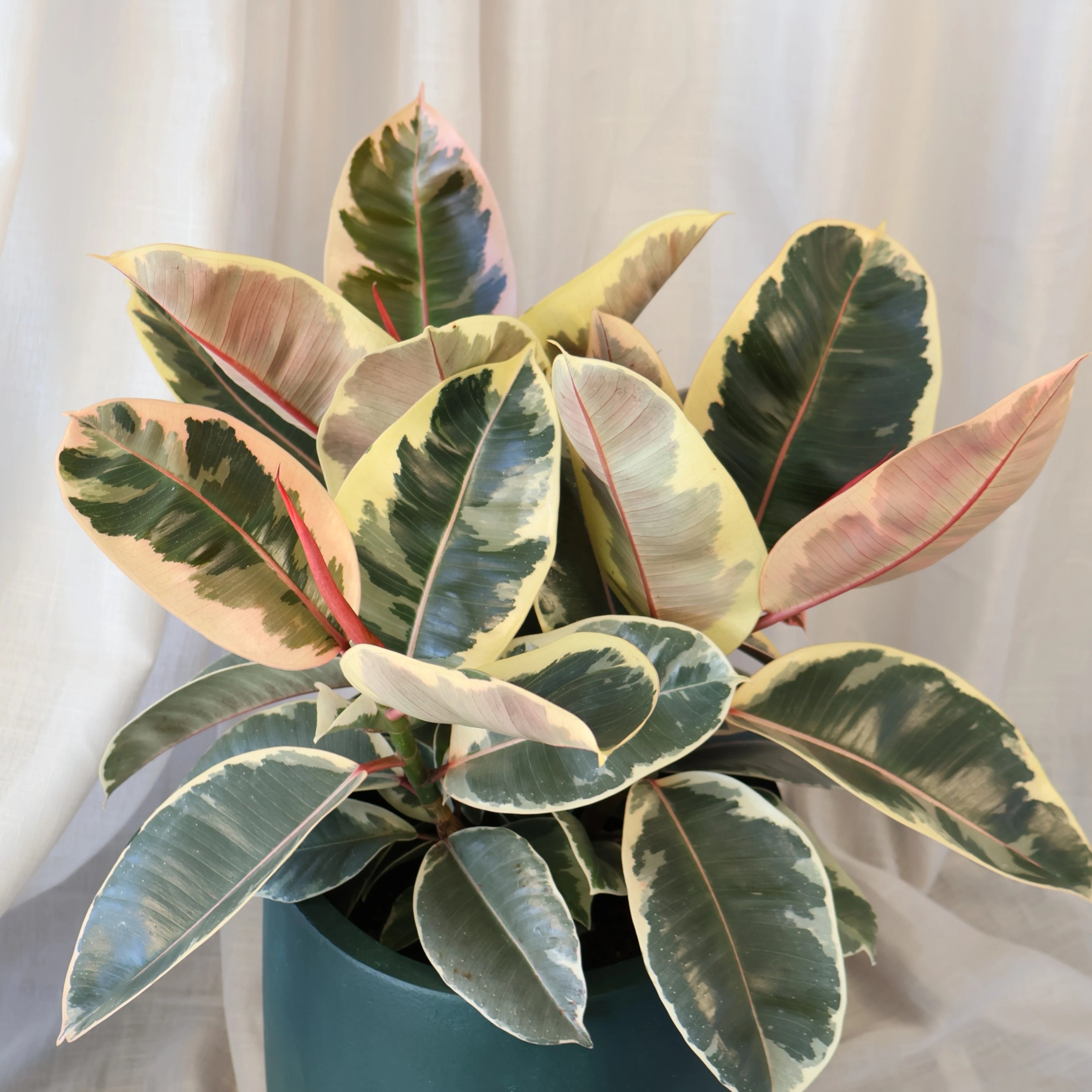 Ficus Tineke - Variegated Rubber Plant 120mm