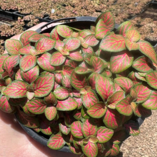 Fittonia Flammule 100mm