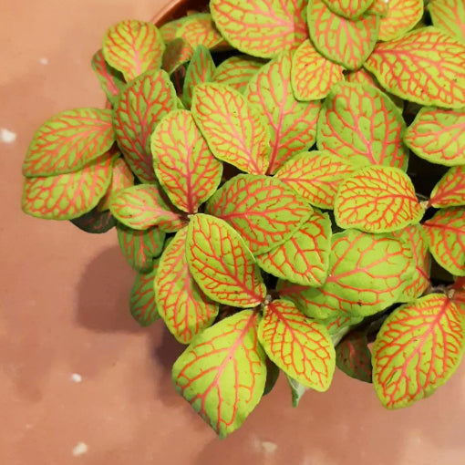 Fittonia Skeleton - Nerve plant 100mm