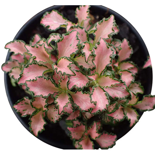 Fittonia Pink - Nerve Plant 70mm