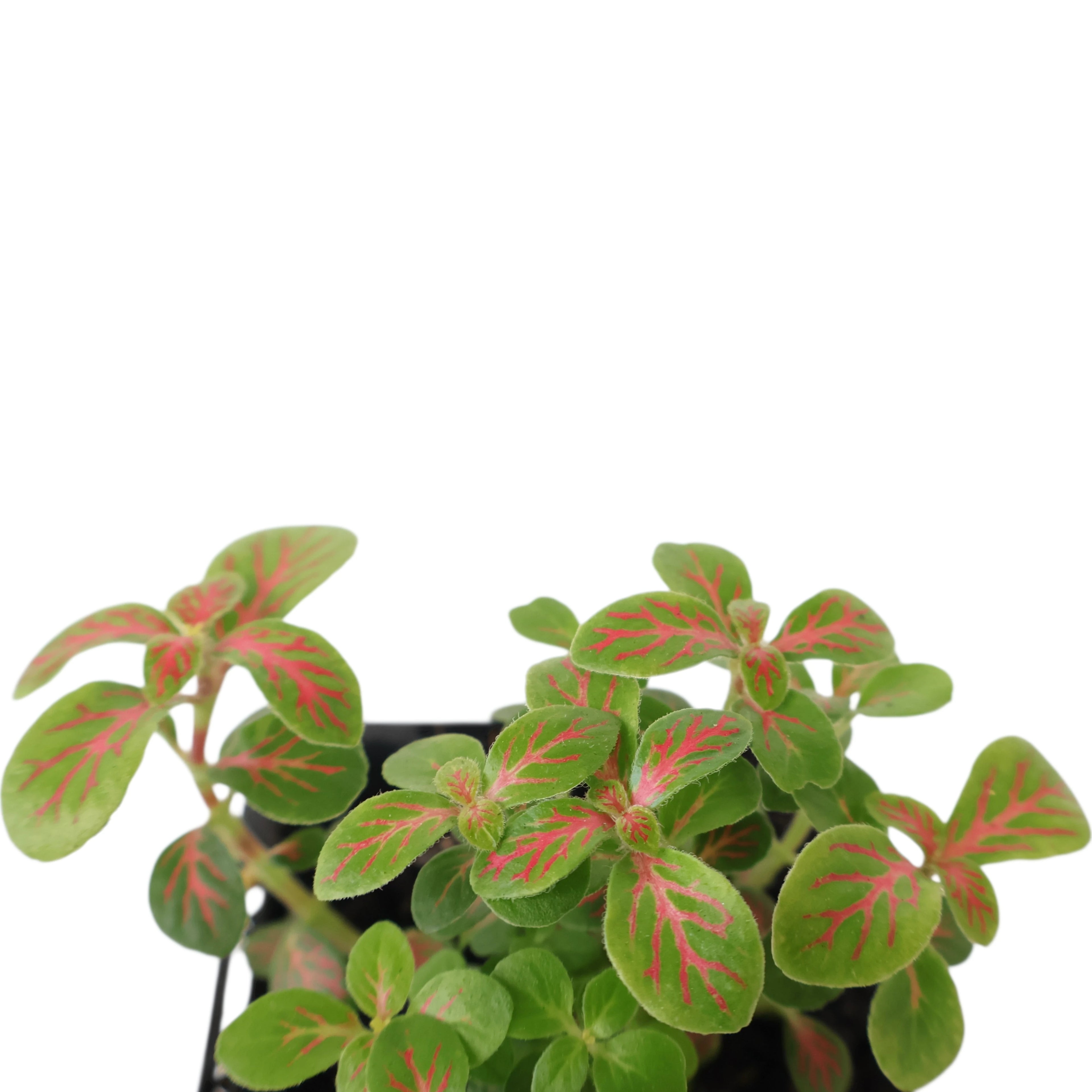 Fittonia verschaffeltii Jade 70mm