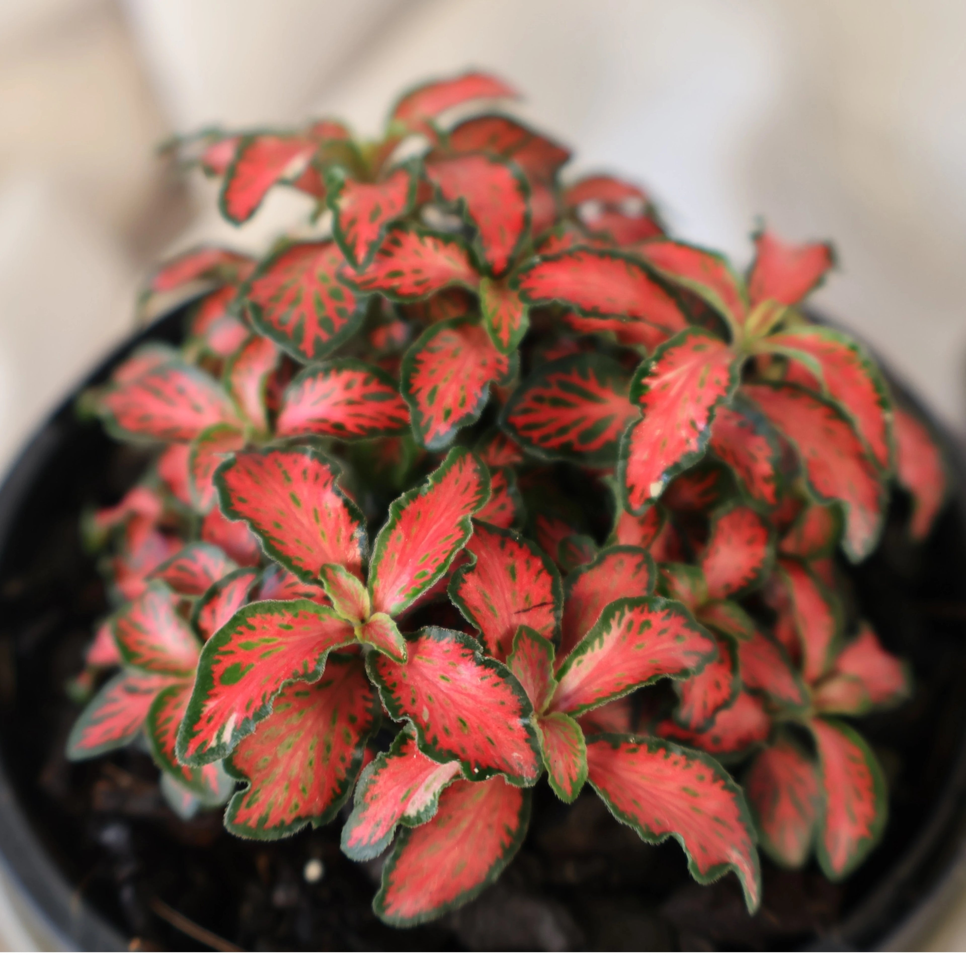 Fittonia Jungle Flame 100mm