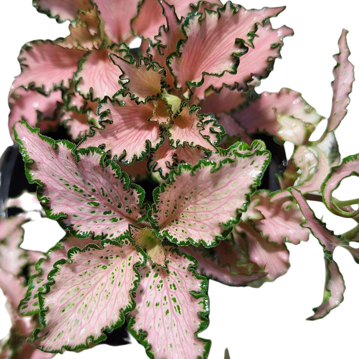 Fittonia Pink Nerve Plant 90mm