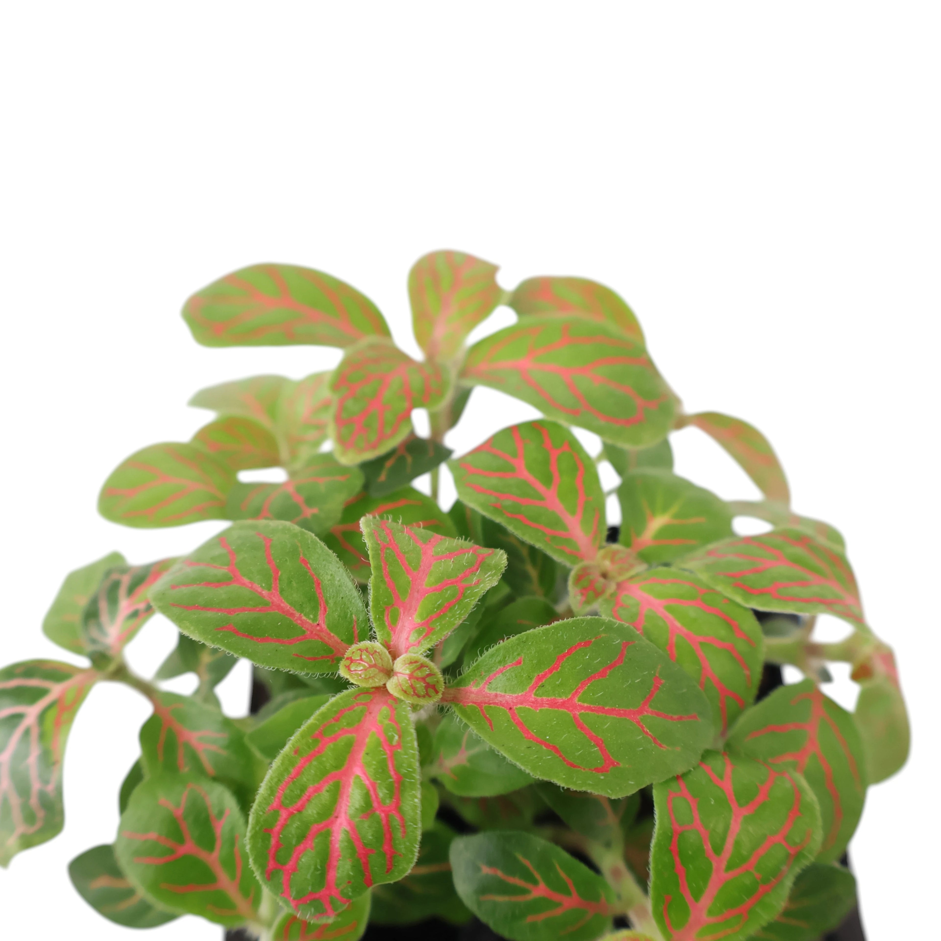 Fittonia verschaffeltii Red Ruyi 70mm