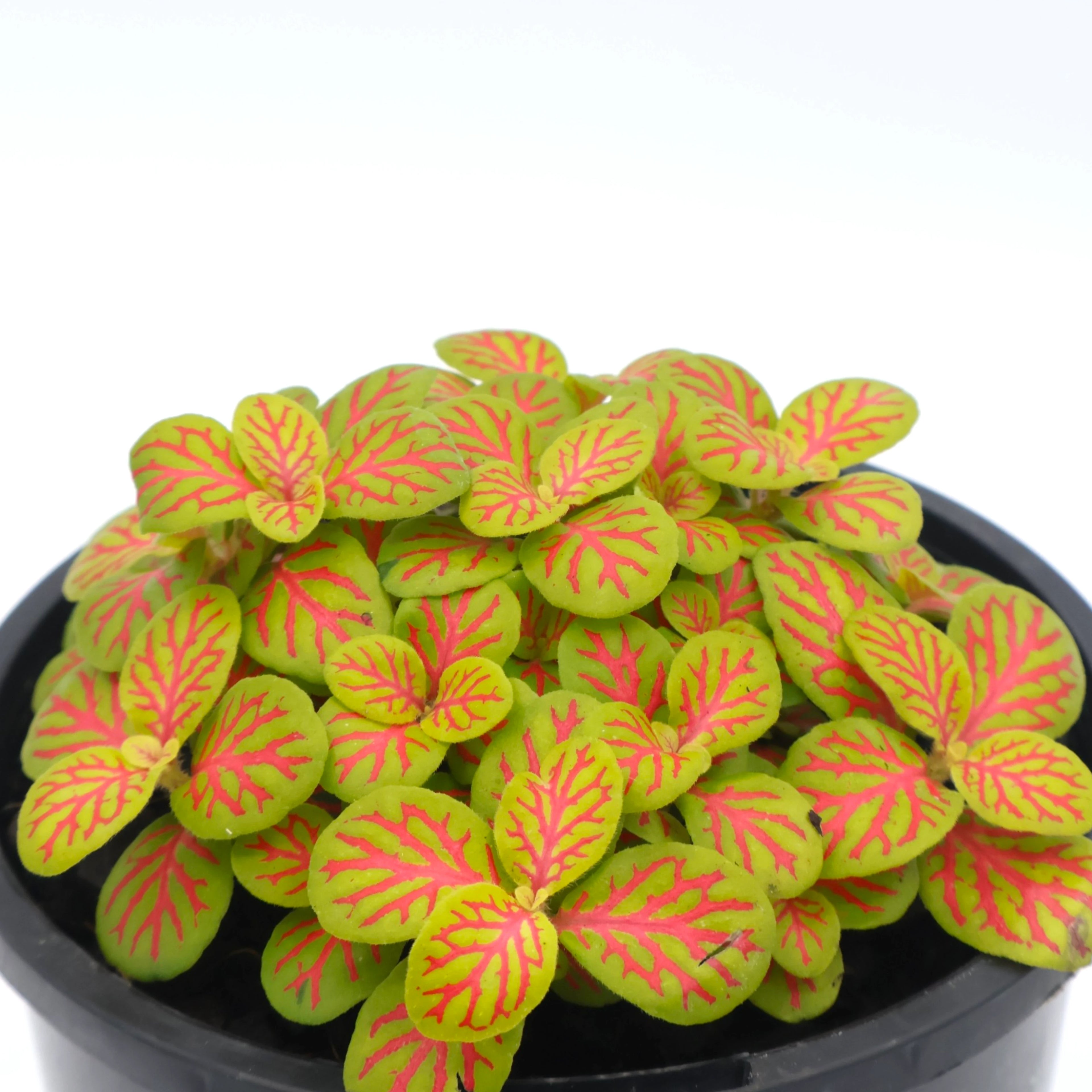 Fittonia Skeleton - Nerve plant 100mm