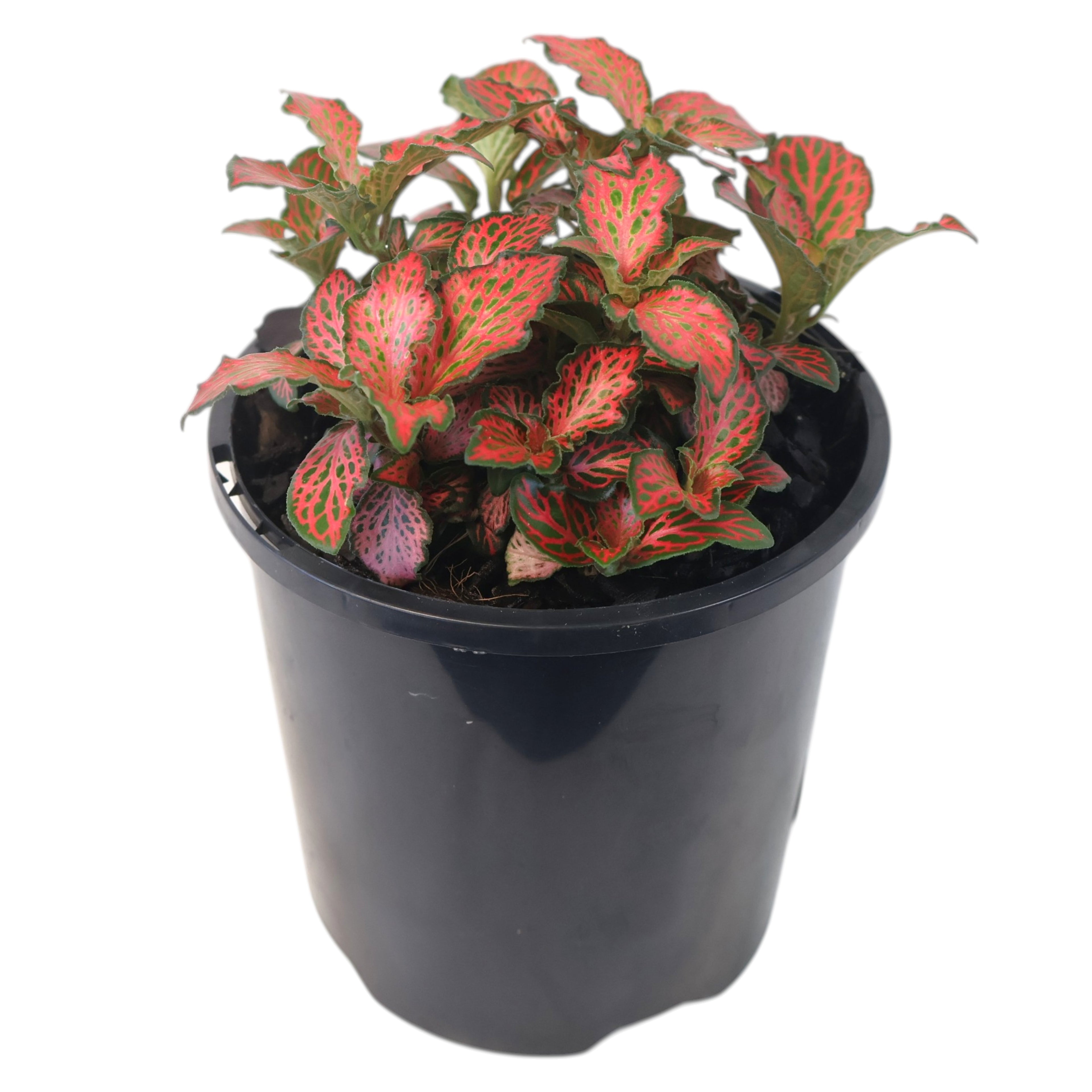 Fittonia Firetail 70mm