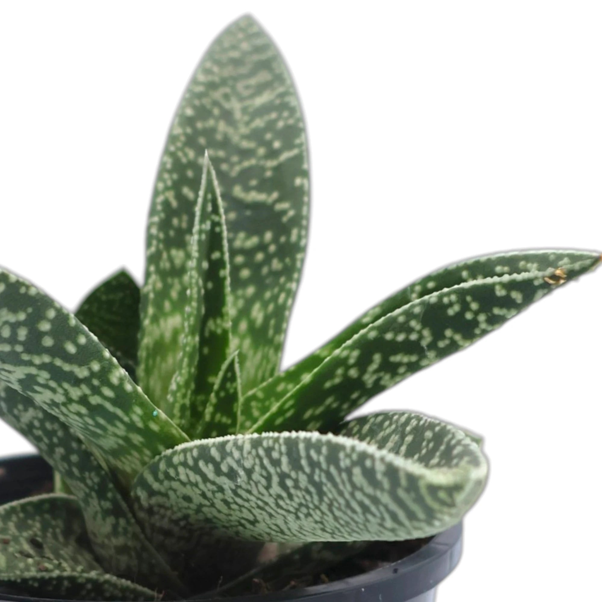 Gasteria White Spots 100mm