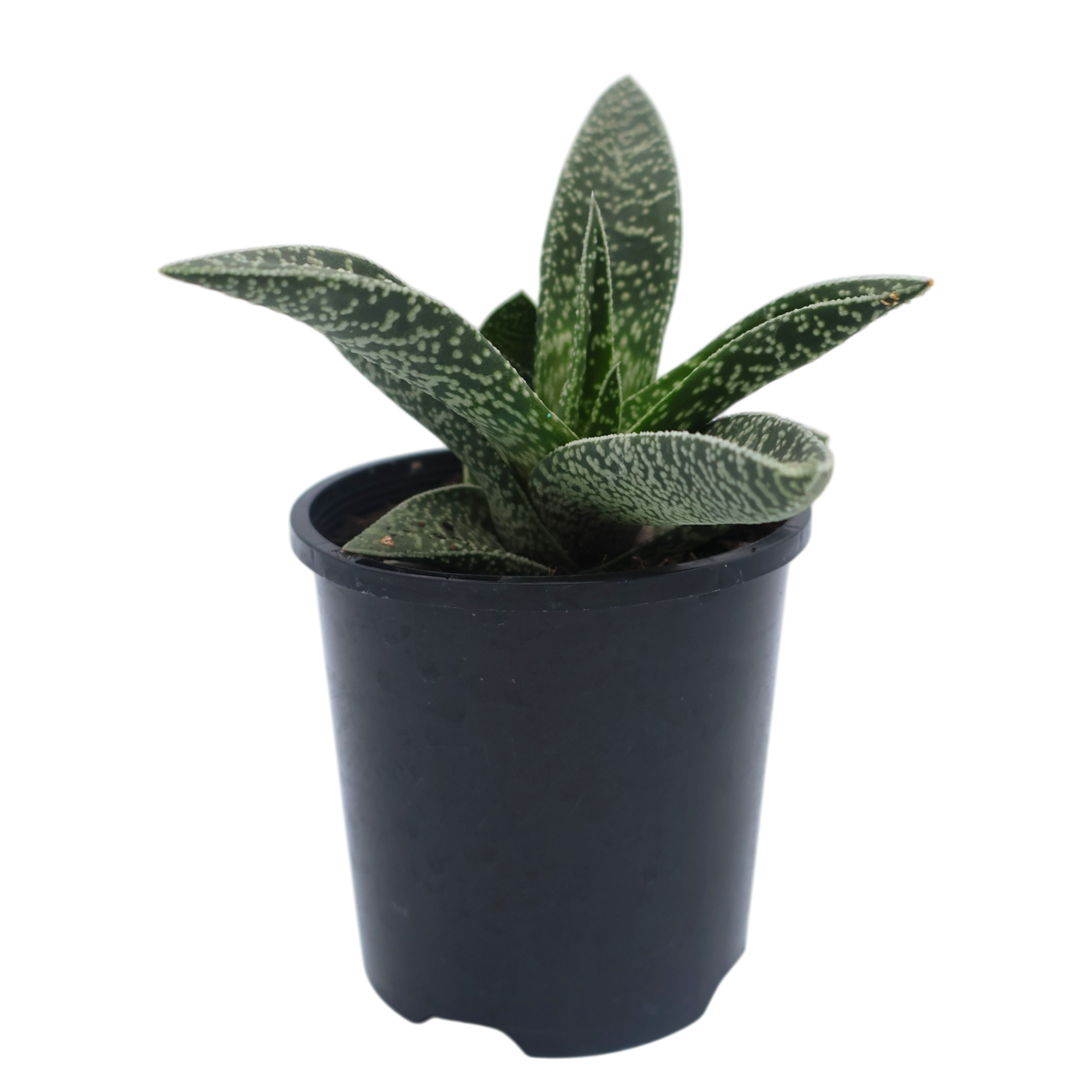 Gasteraloe White Spots 100mm