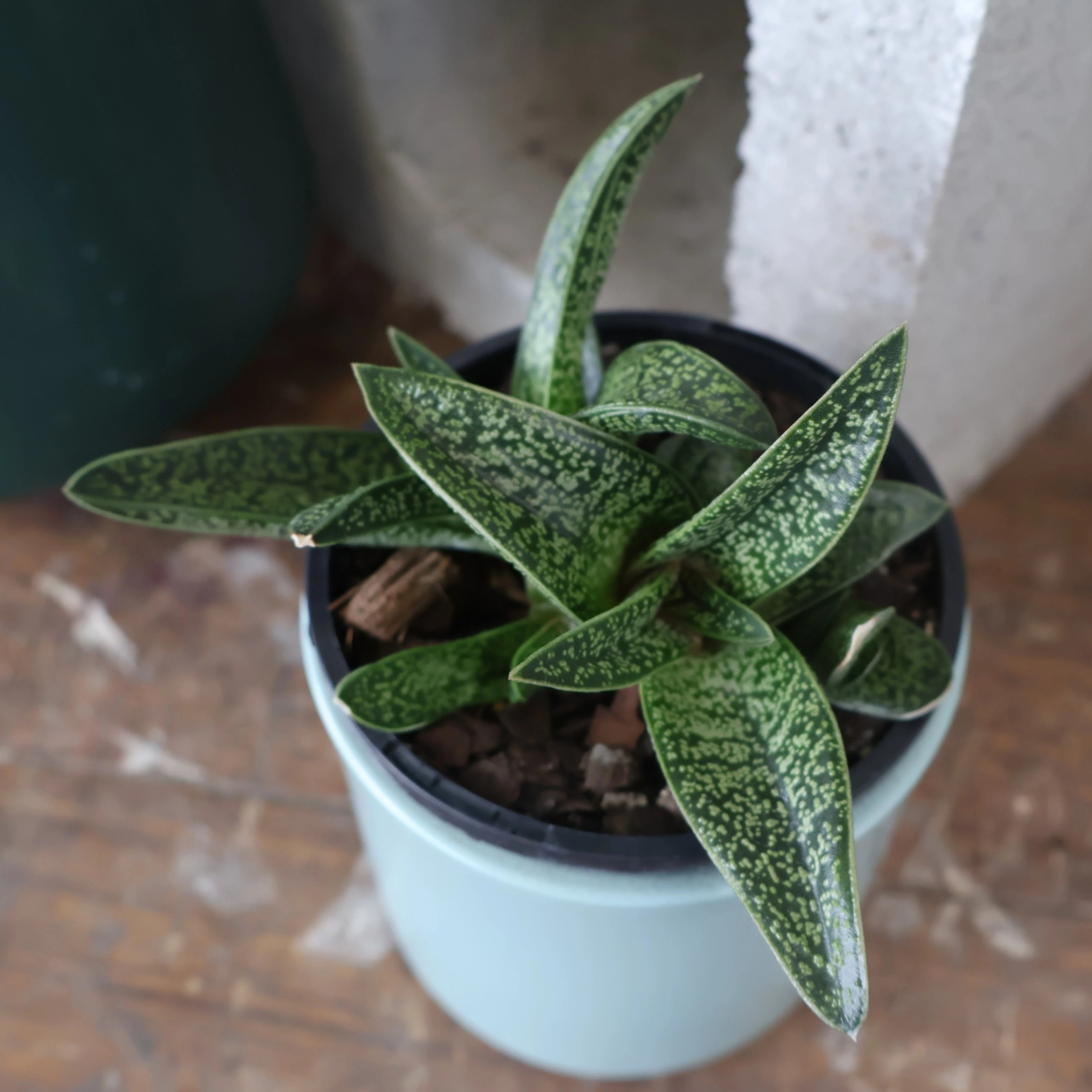 Gasteria Lots Of Spots 100mm