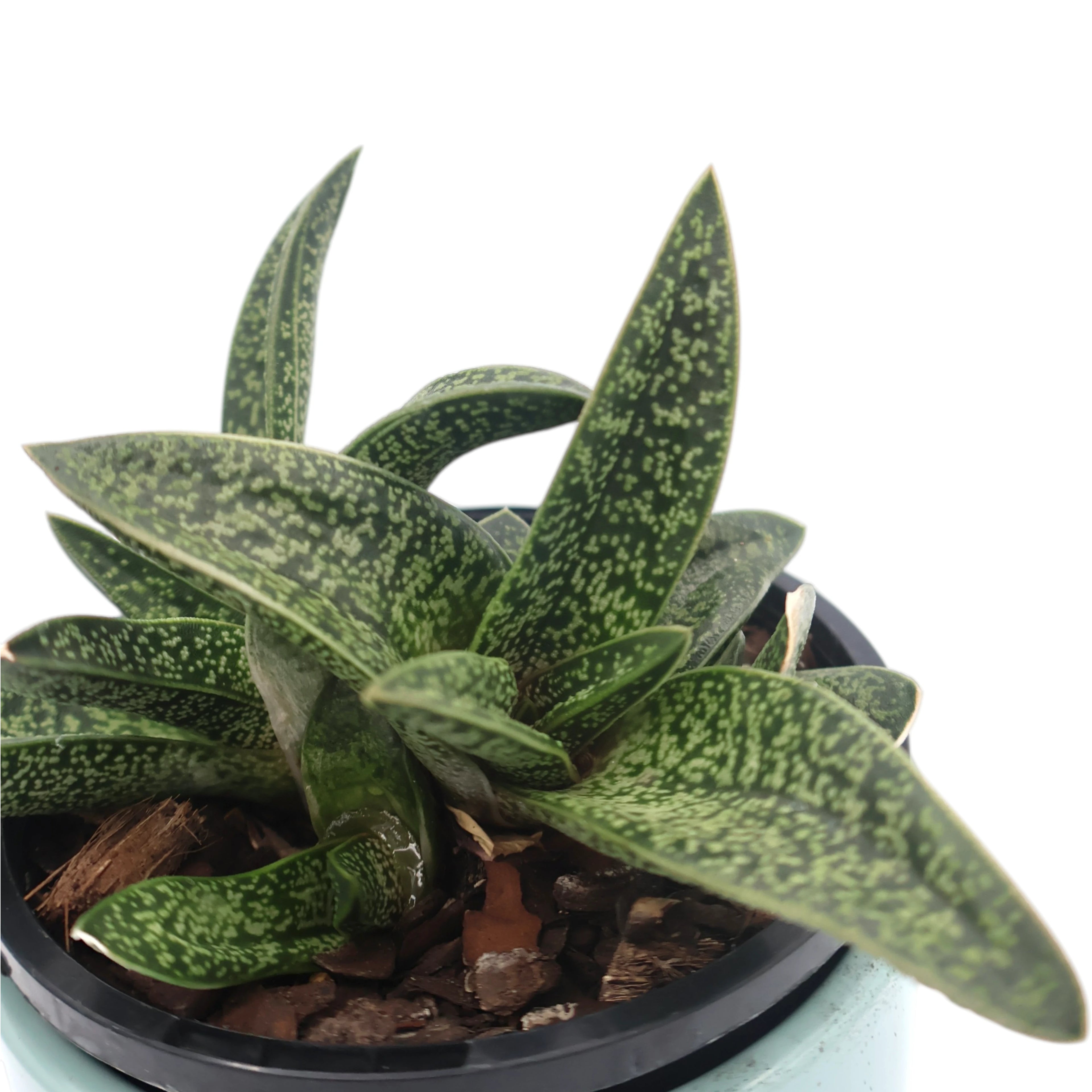 Gasteria Lots Of Spots 100mm