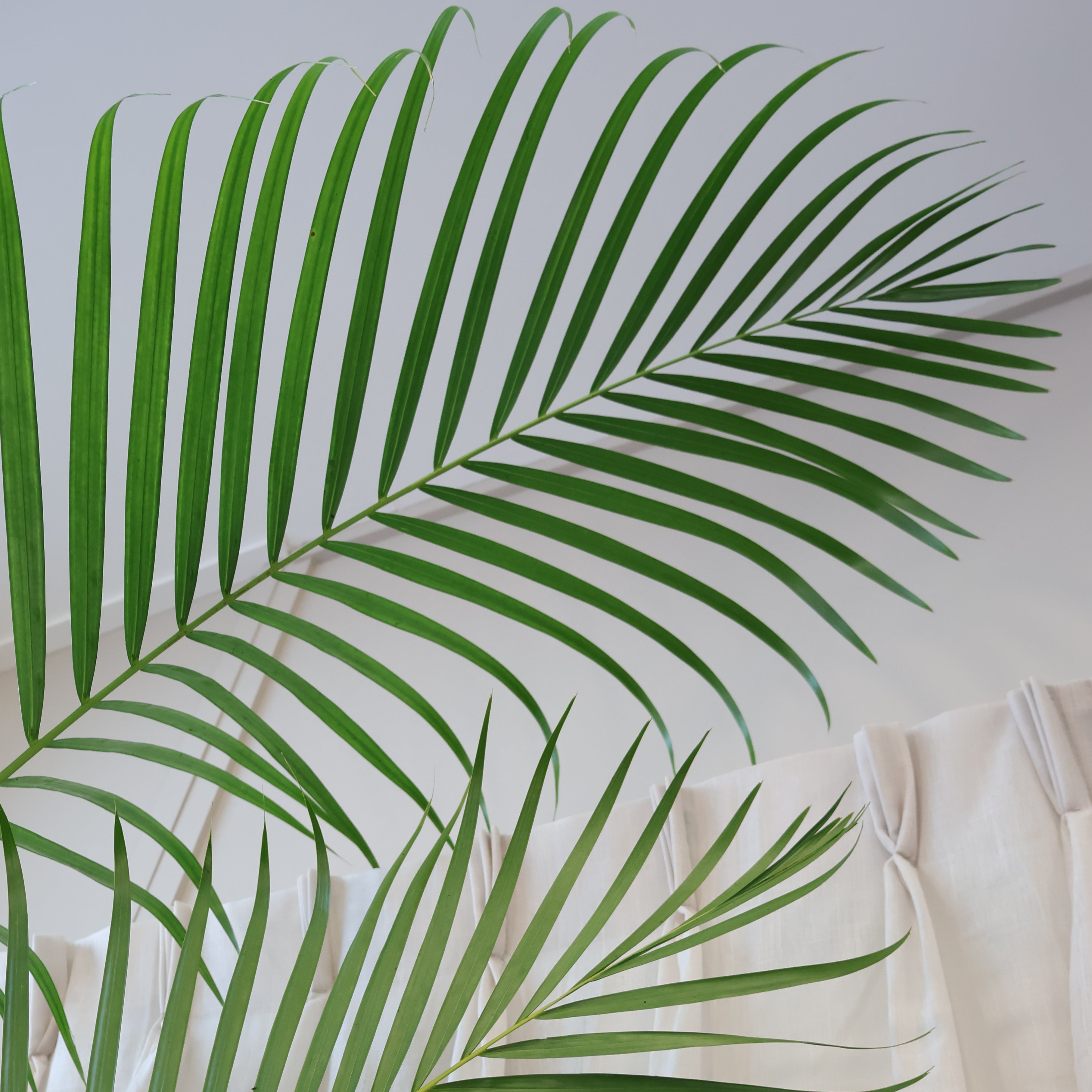 Golden Cane Palm - Dypsis Lutescens 140mm
