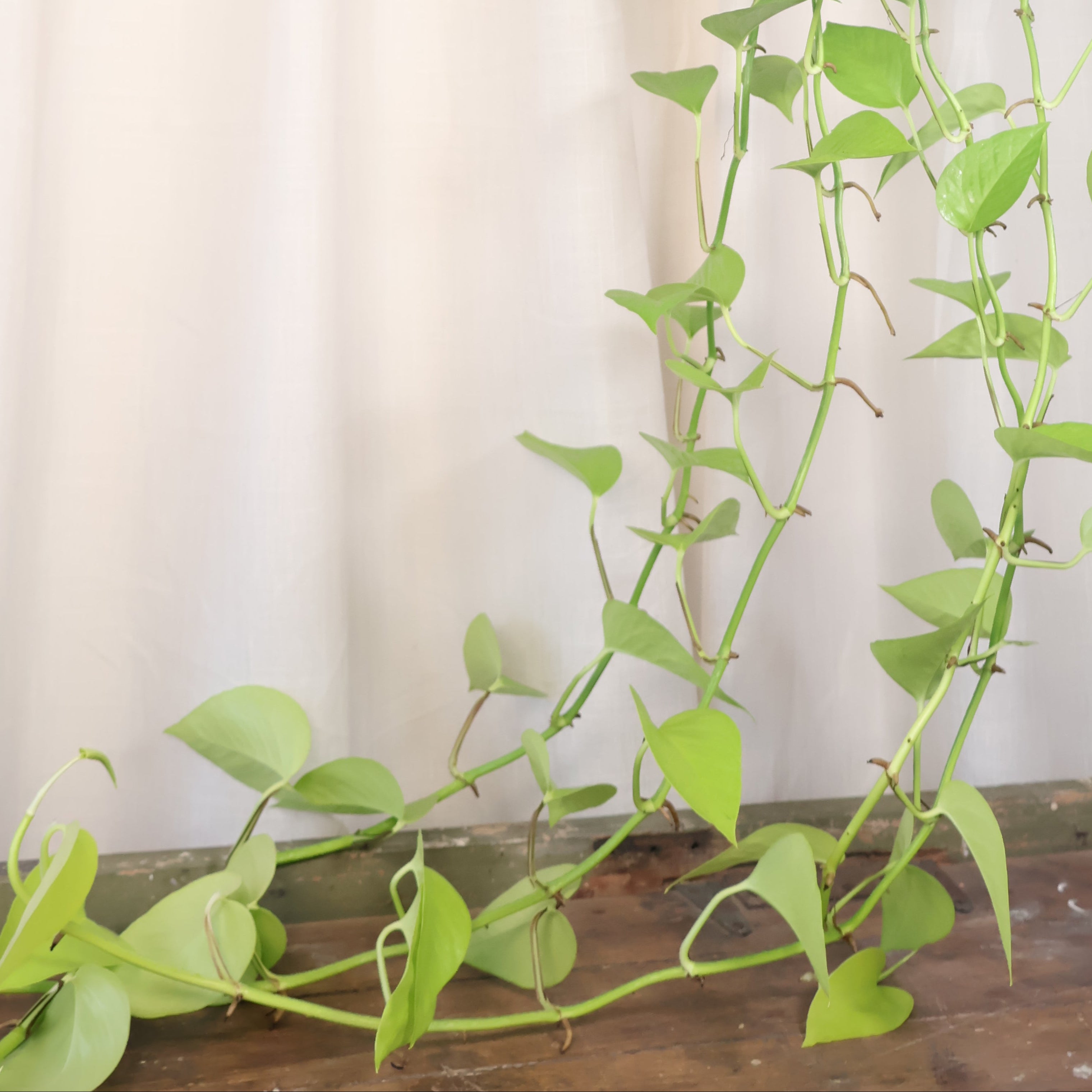 Pothos Goldilocks - Epipremnum Aureum 170mm HB