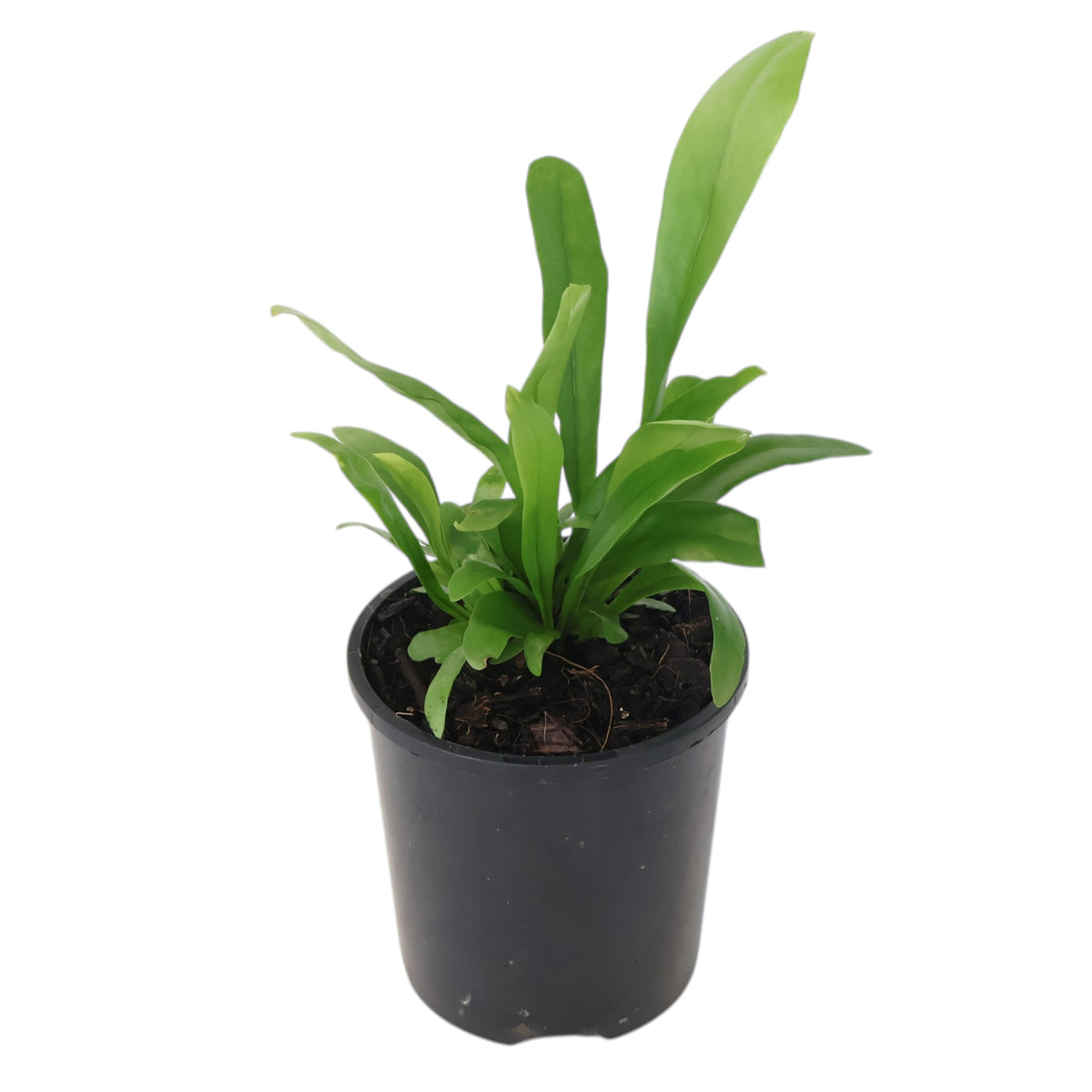 Microsorum punctatum Green Flame 100mm