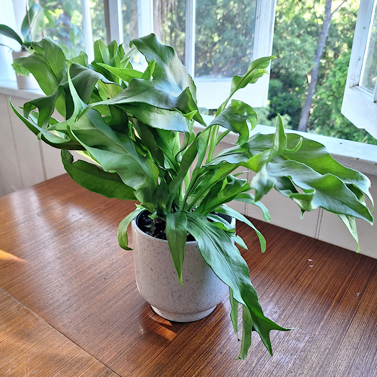 Microsorum punctatum Green Flame 100mm