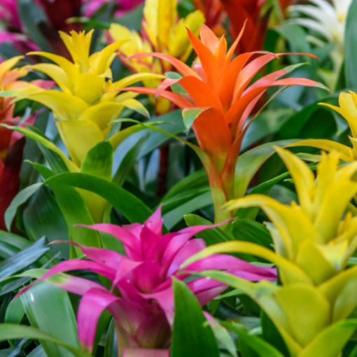 Guzmania Assorted 120mm