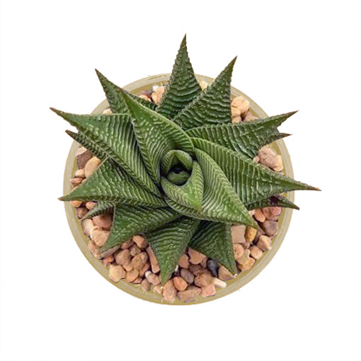 Haworthia Limifolia 100mm