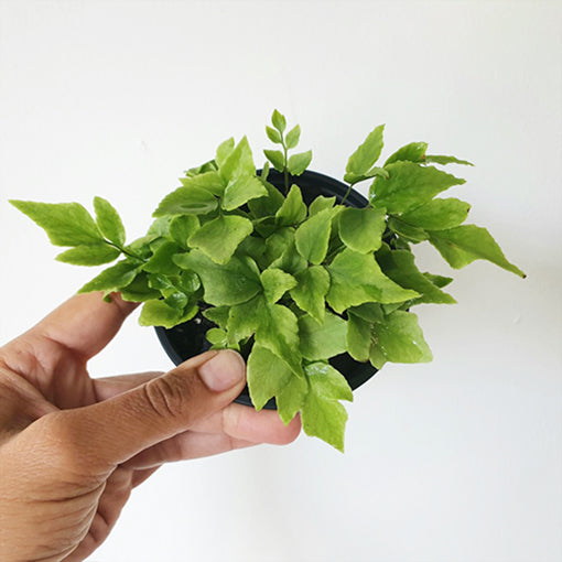 Cyrtomium falcatum - Holly Fern 100mm