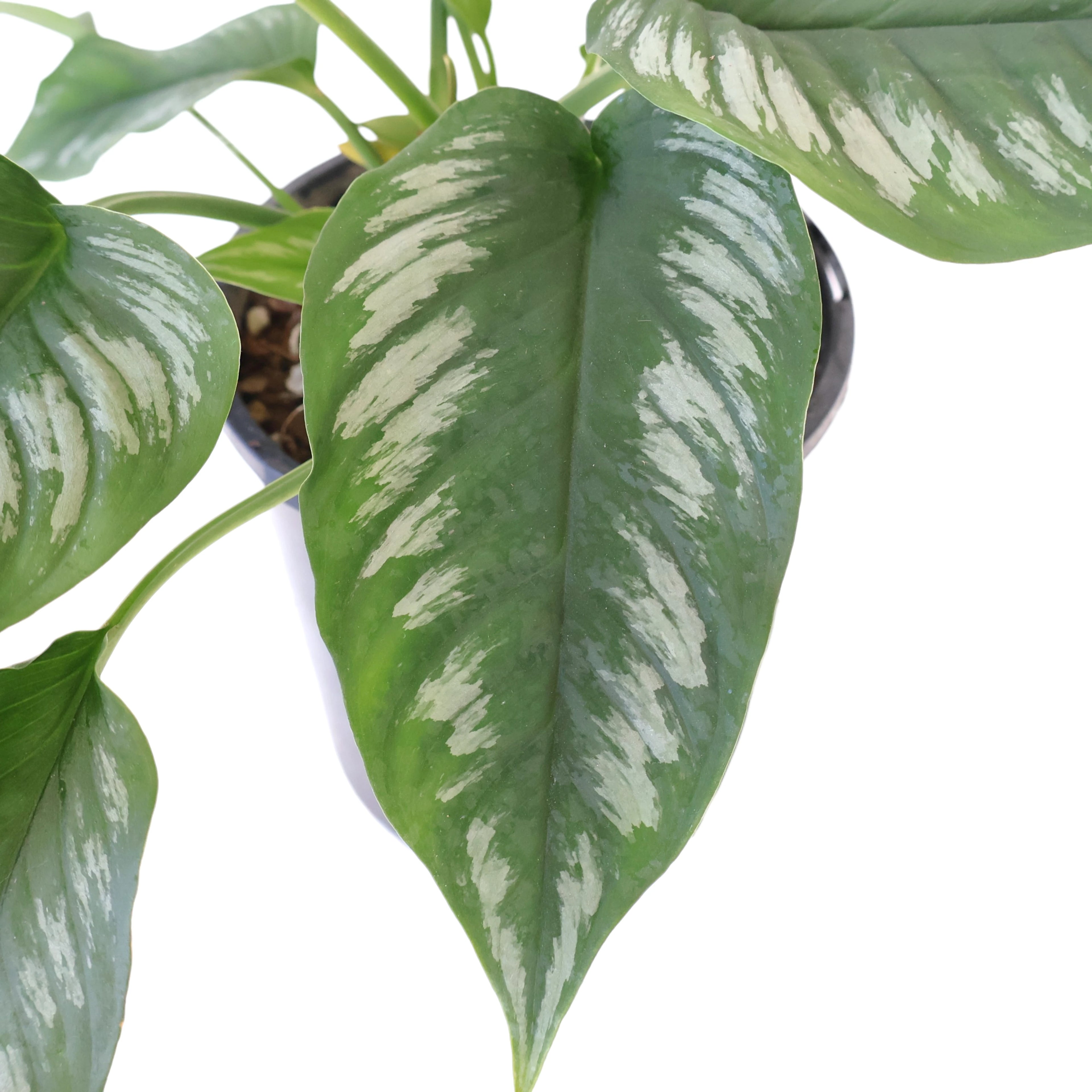 Homalomena Riau Sumatera 125mm