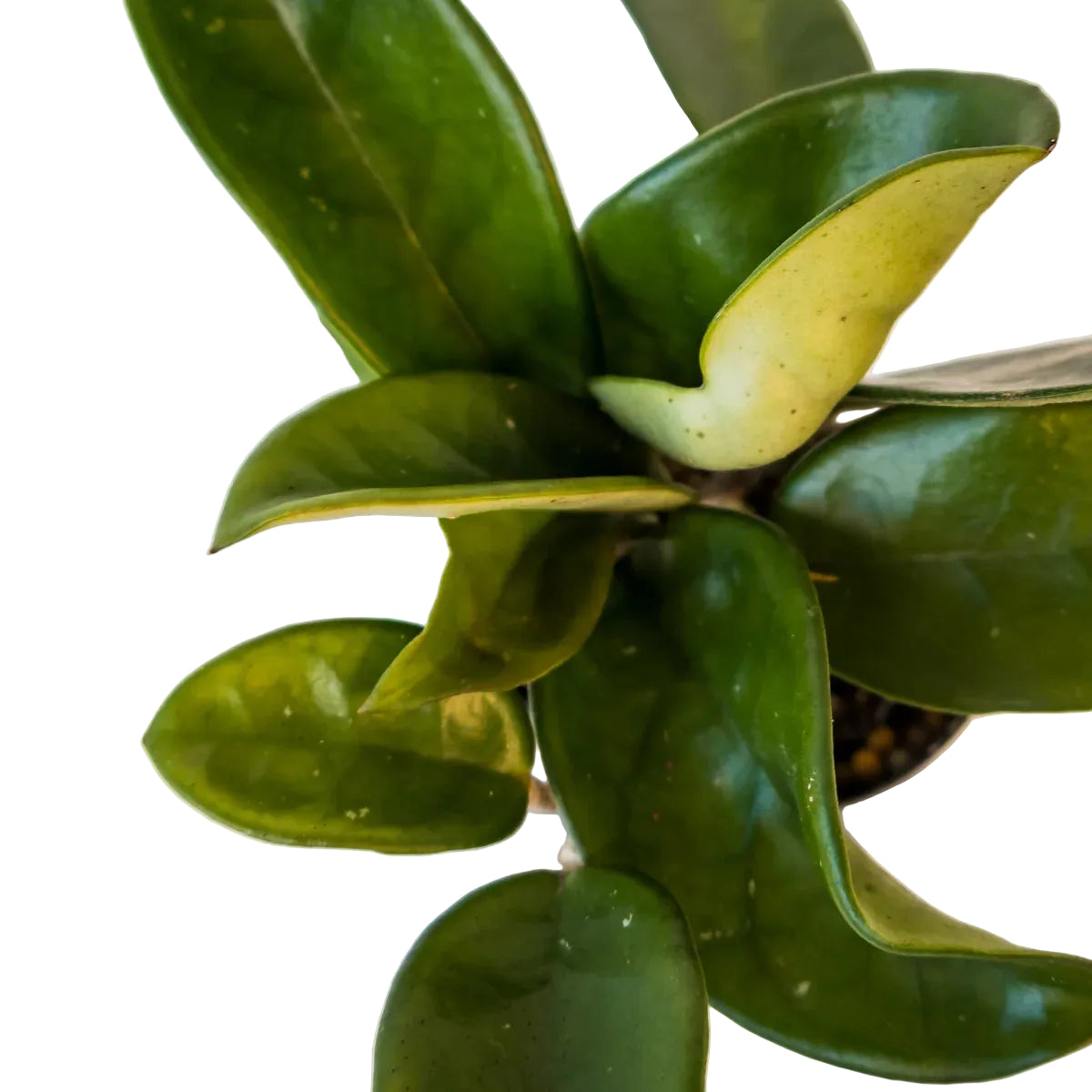 Hoya Carnosa - Wax Plant 70mm